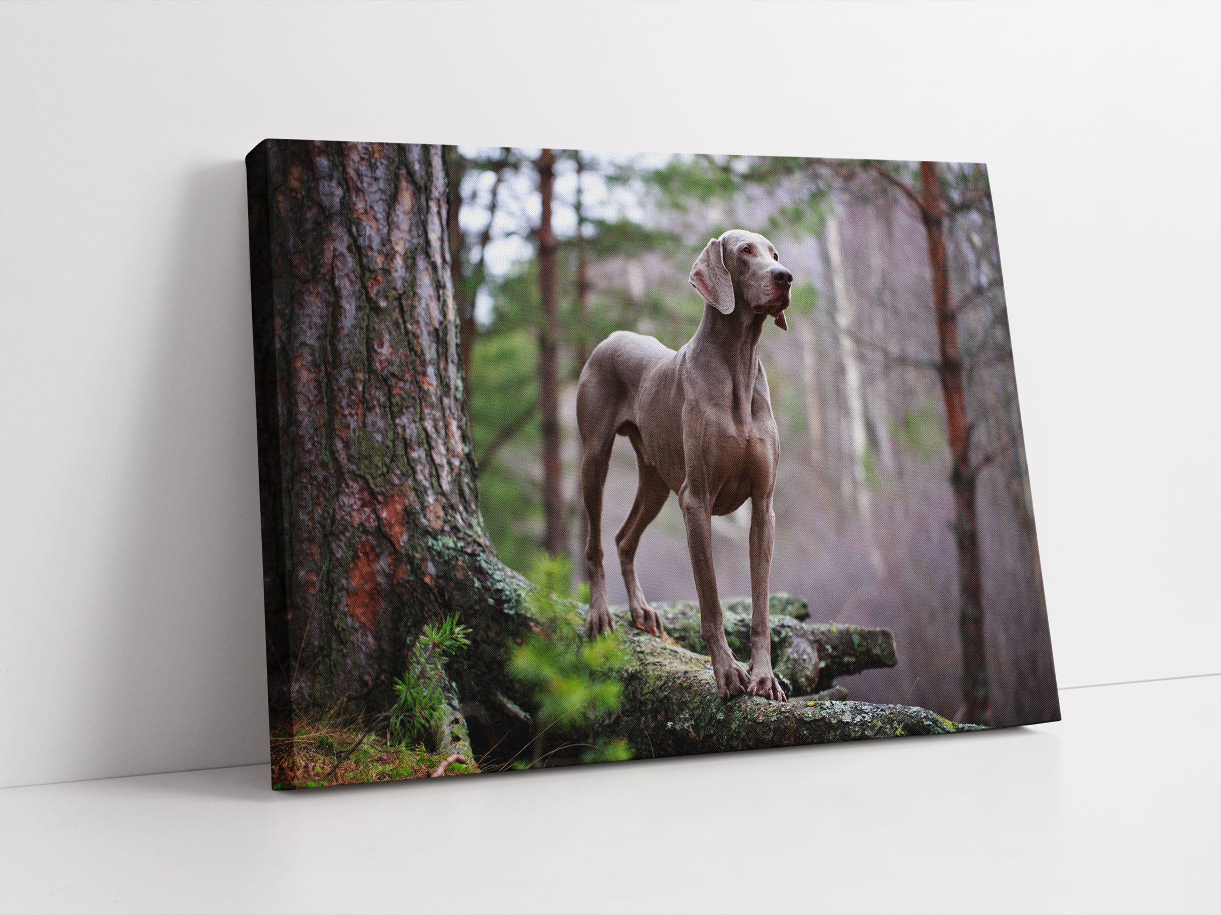 Edler Weimaraner im Wald Leinwandbild Studio