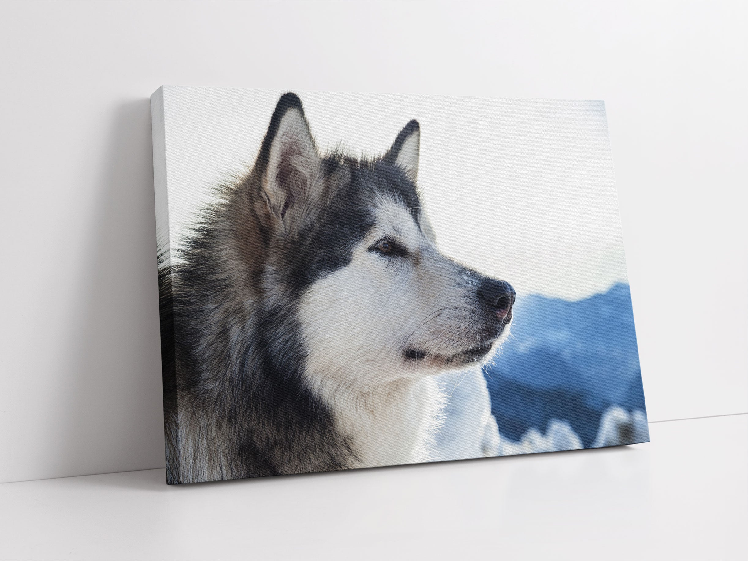 Süßer Husky im Schnee Leinwandbild Studio