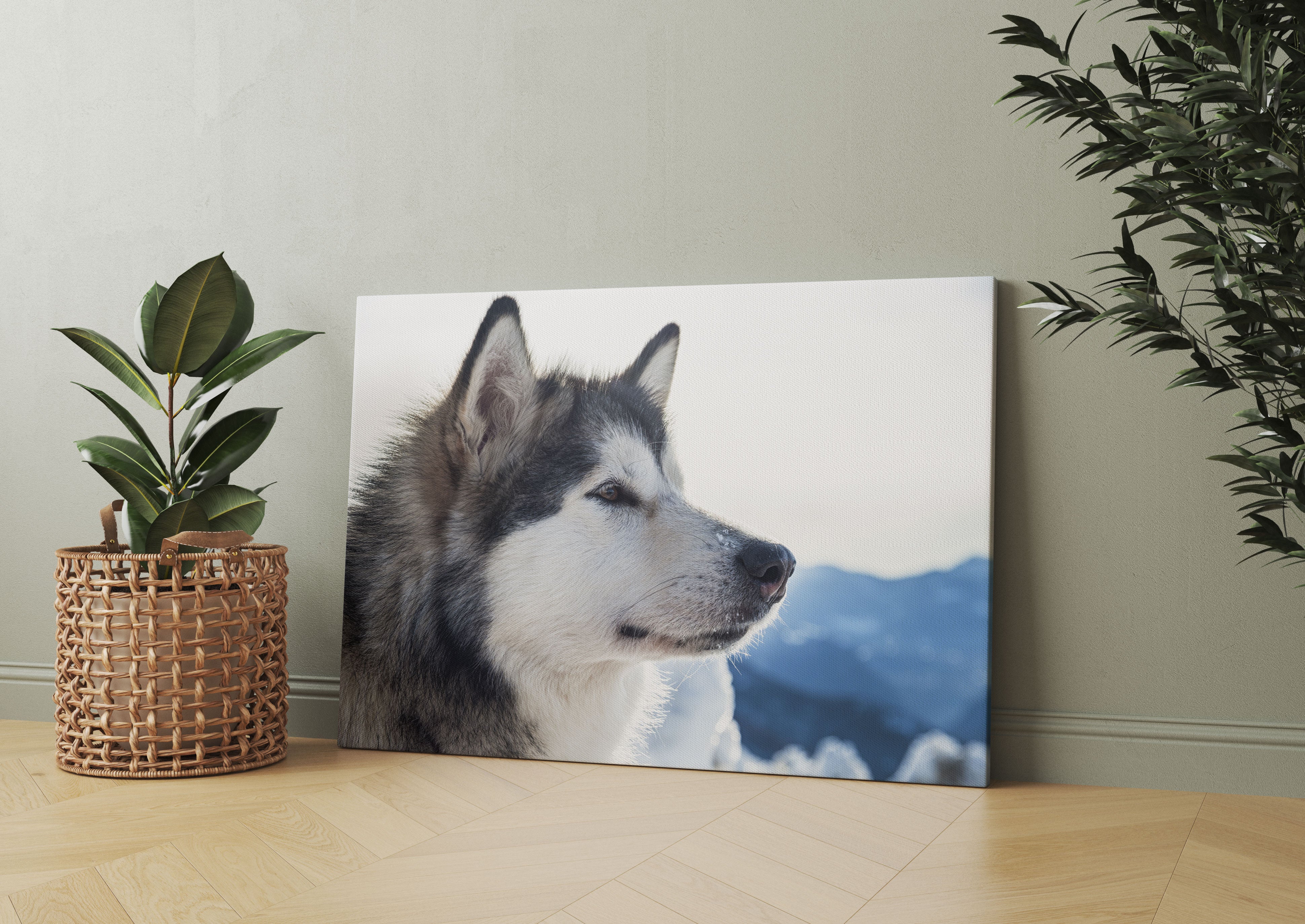 Süßer Husky im Schnee Leinwandbild Wohnzimmer