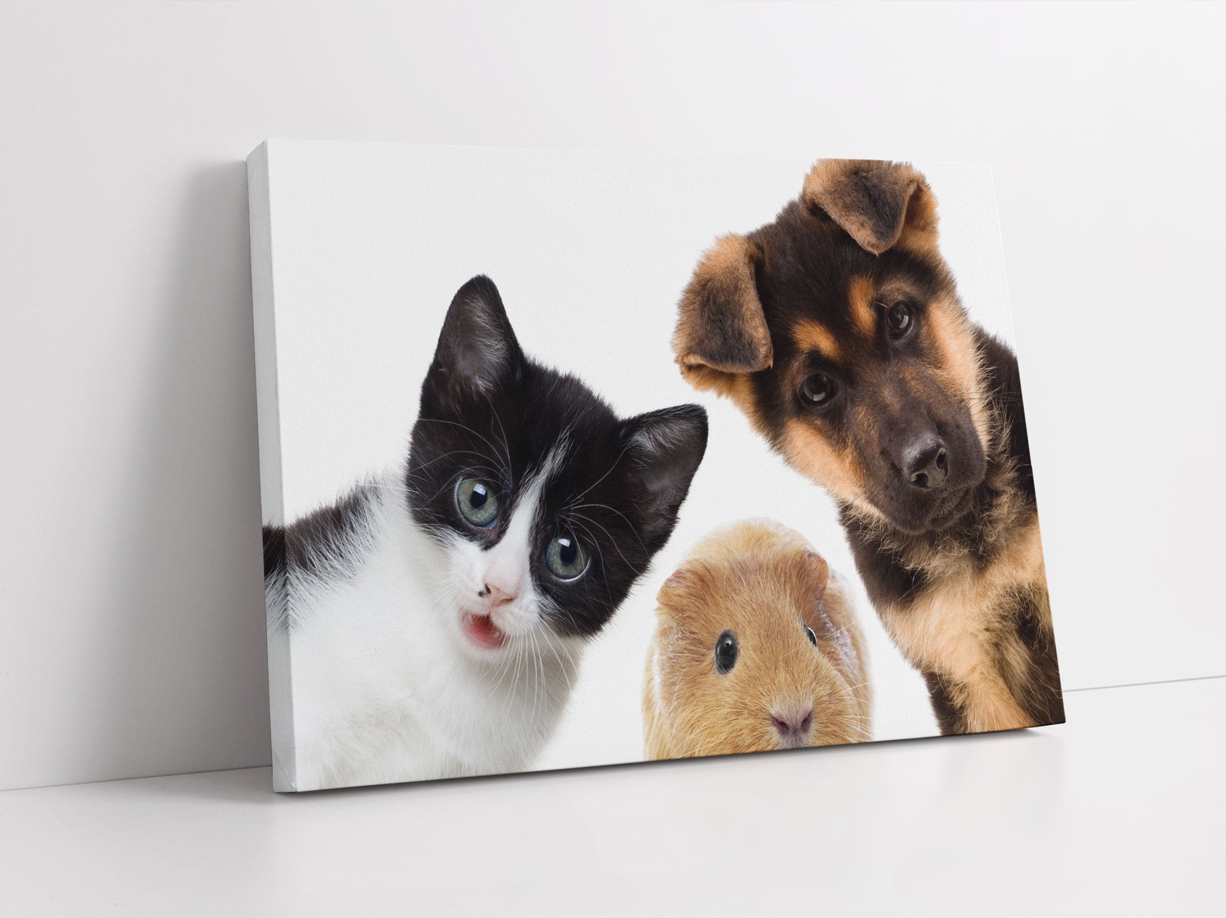 Trio Hund Katze Meerschwein Leinwandbild Studio