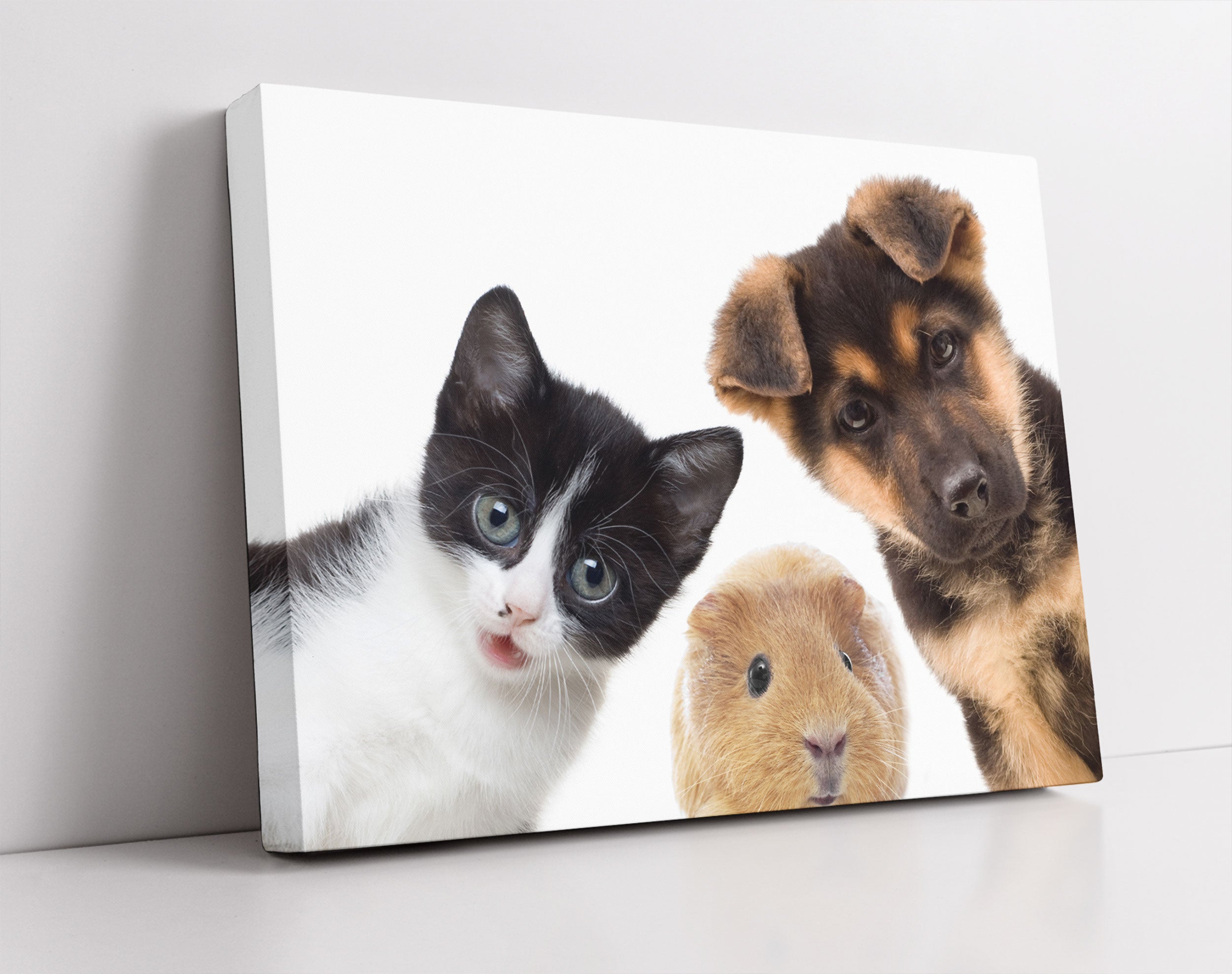 Trio Hund Katze Meerschwein - Leinwandbild