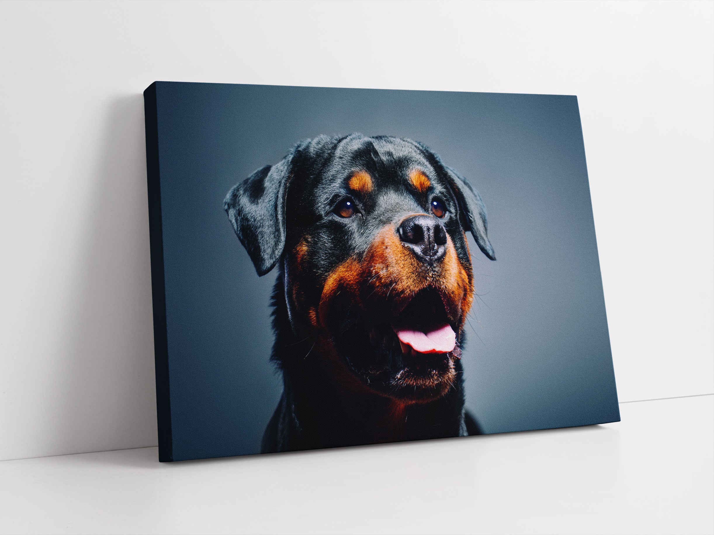 Treuer Rottweiler Leinwandbild Studio