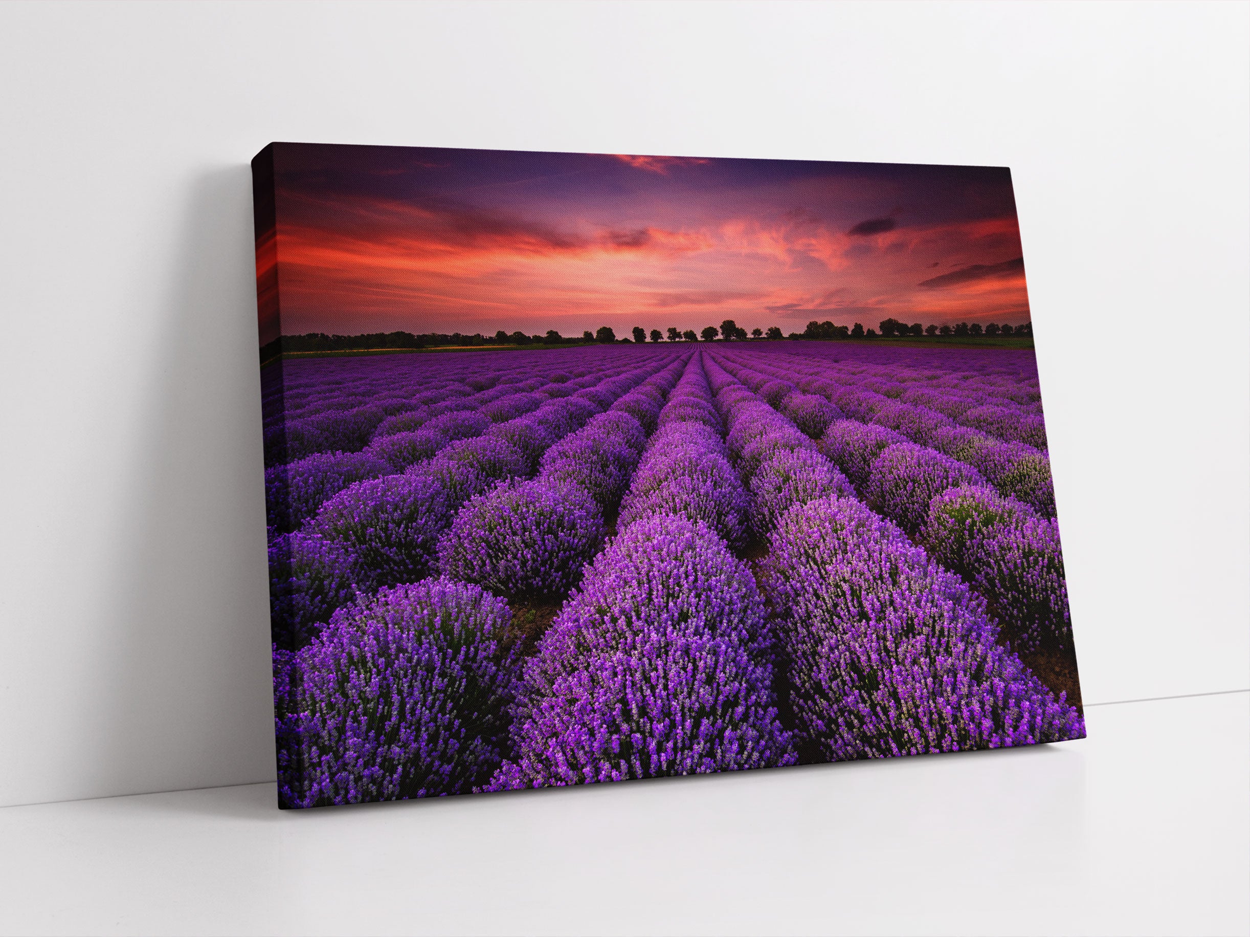 Wunderschöne Lavendel Provence Leinwandbild Studio