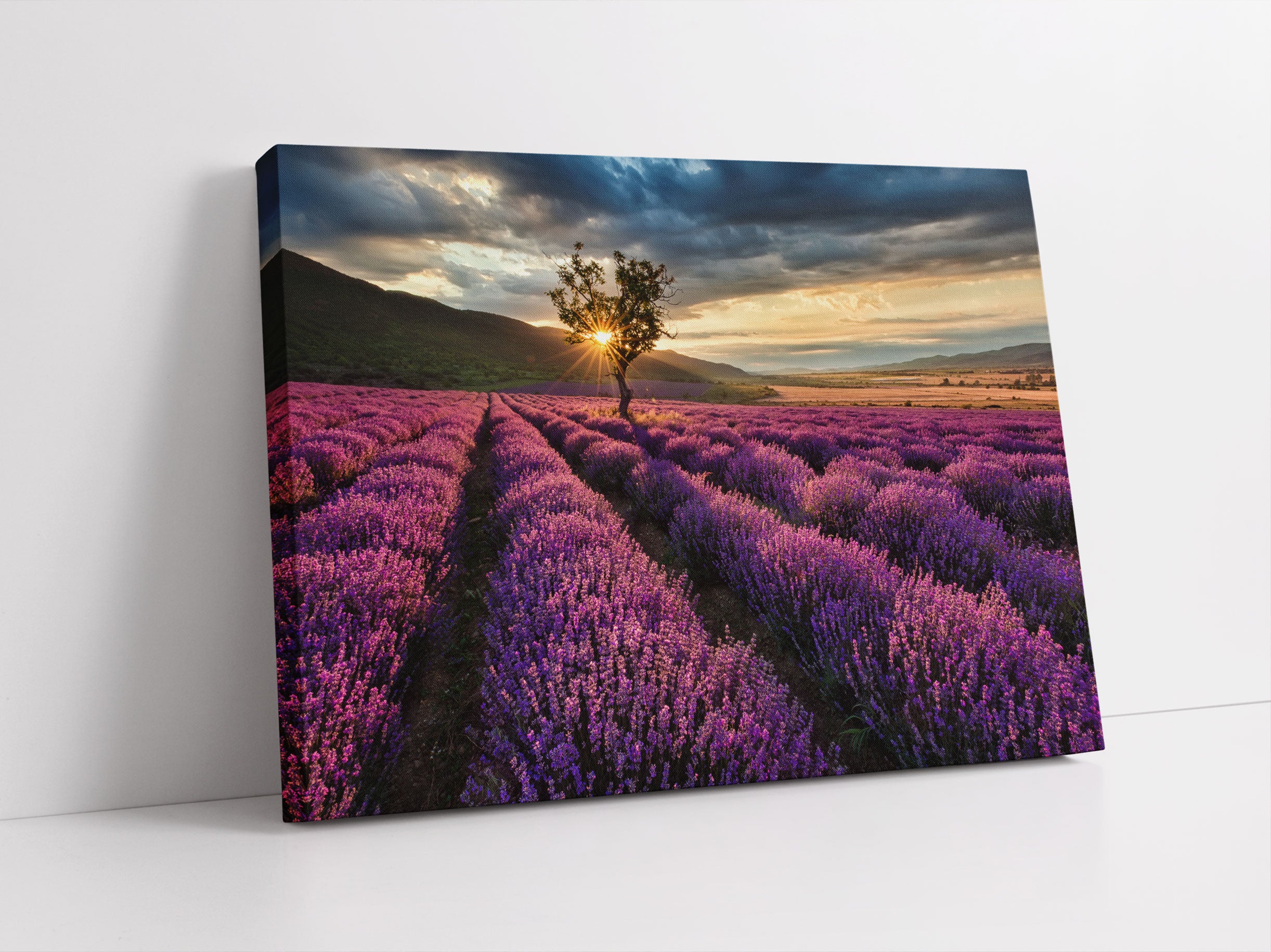 Lavendel Provence mit Baum Leinwandbild Studio