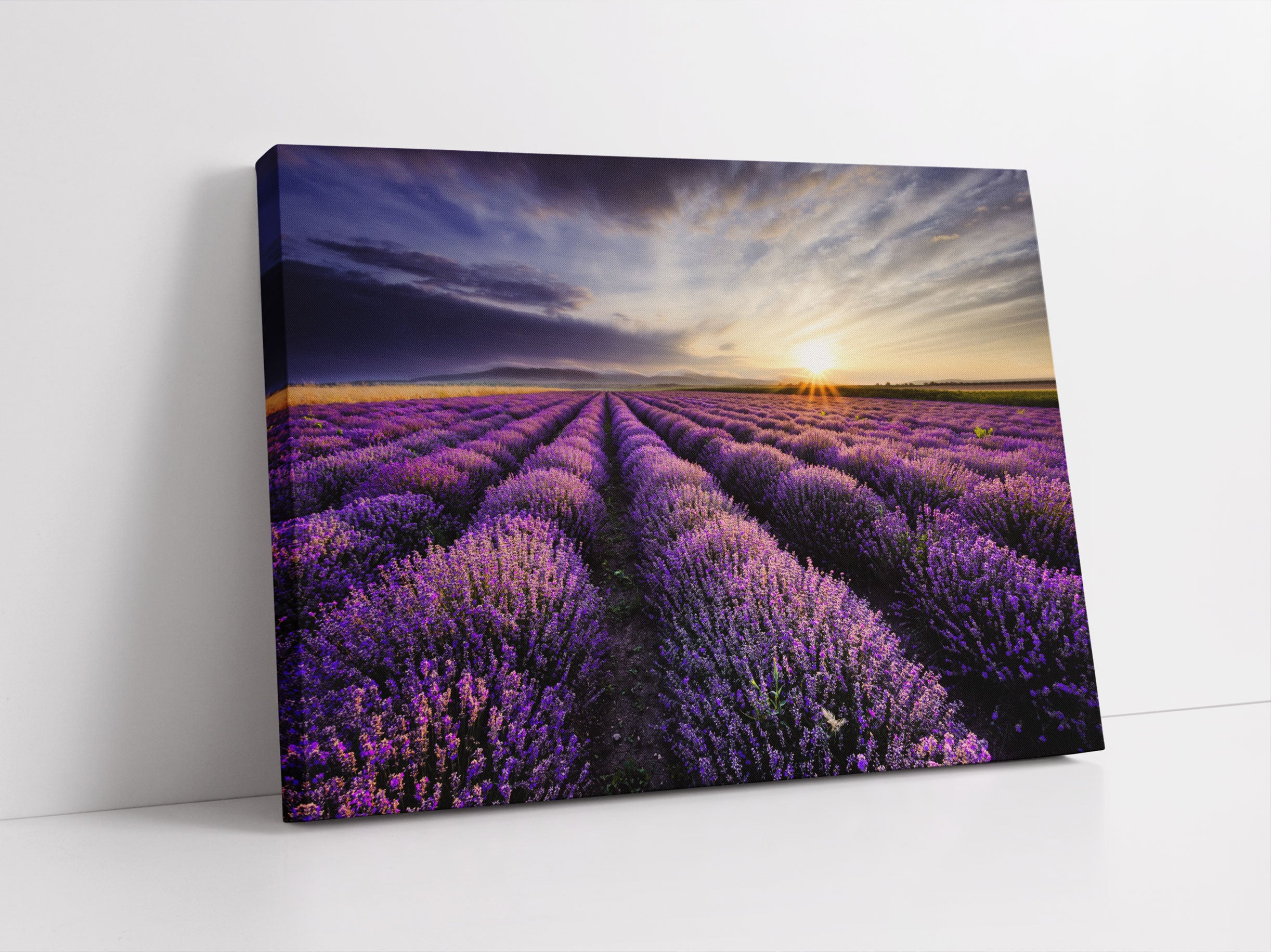 Traumhafte Lavendel Provence Leinwandbild Studio