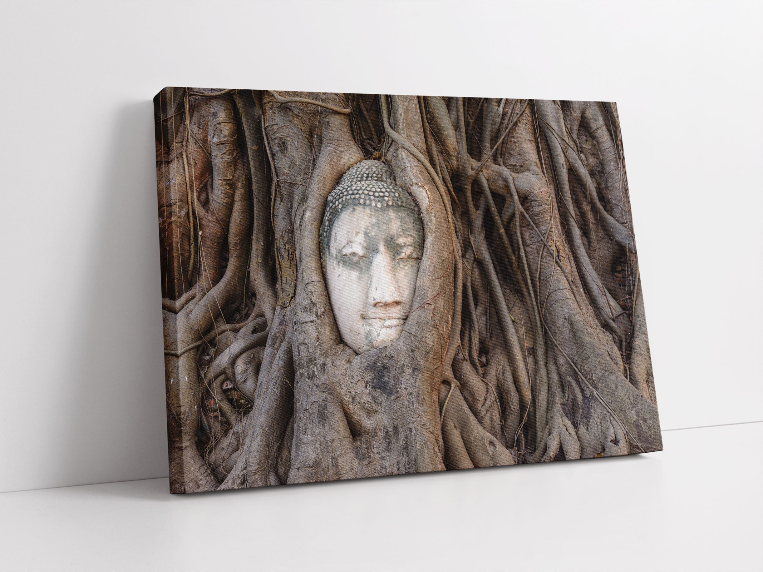 Buddha Kopf im Baum Leinwandbild Studio