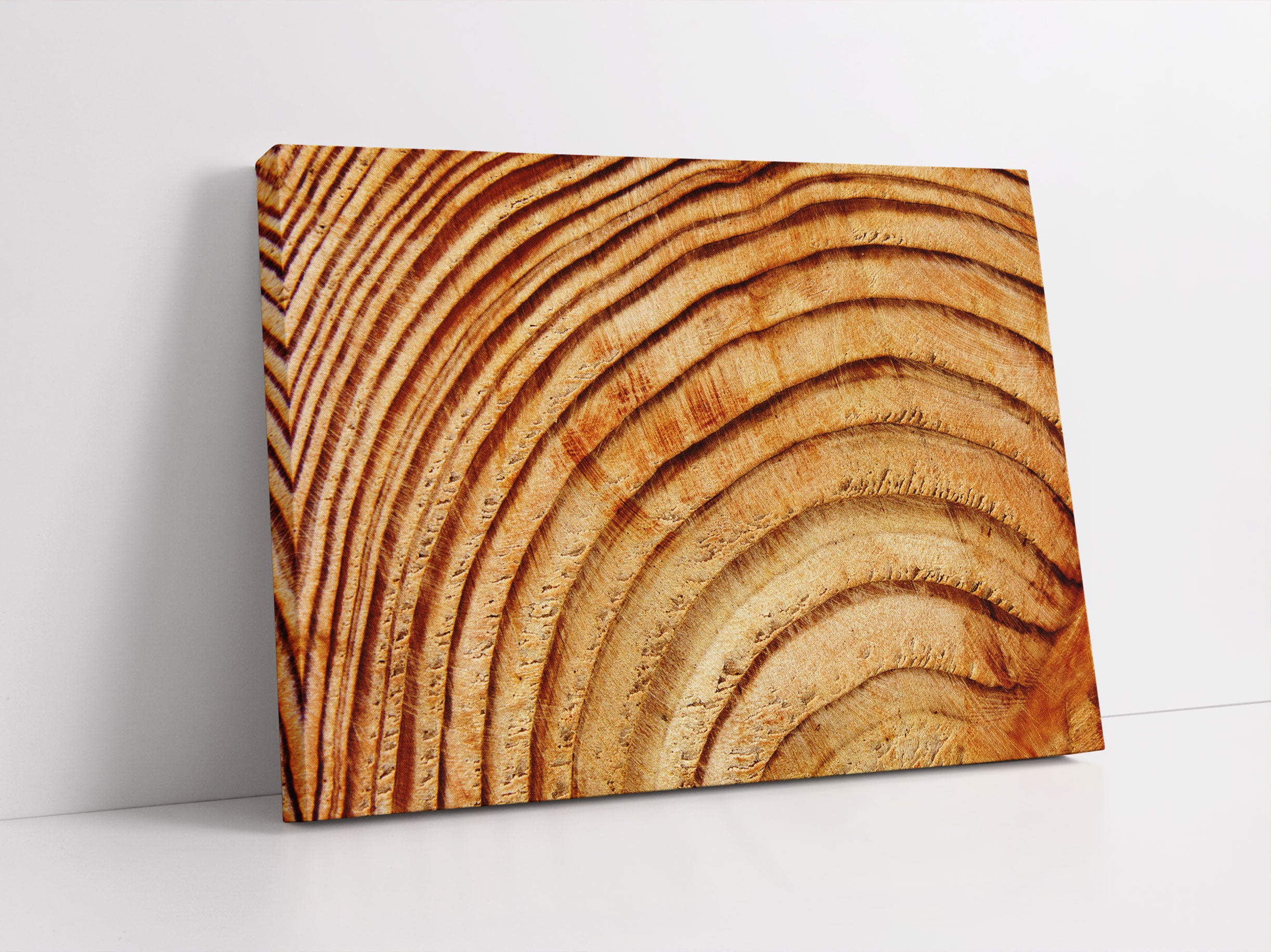 Baumstamm Holzringe Leinwandbild Studio