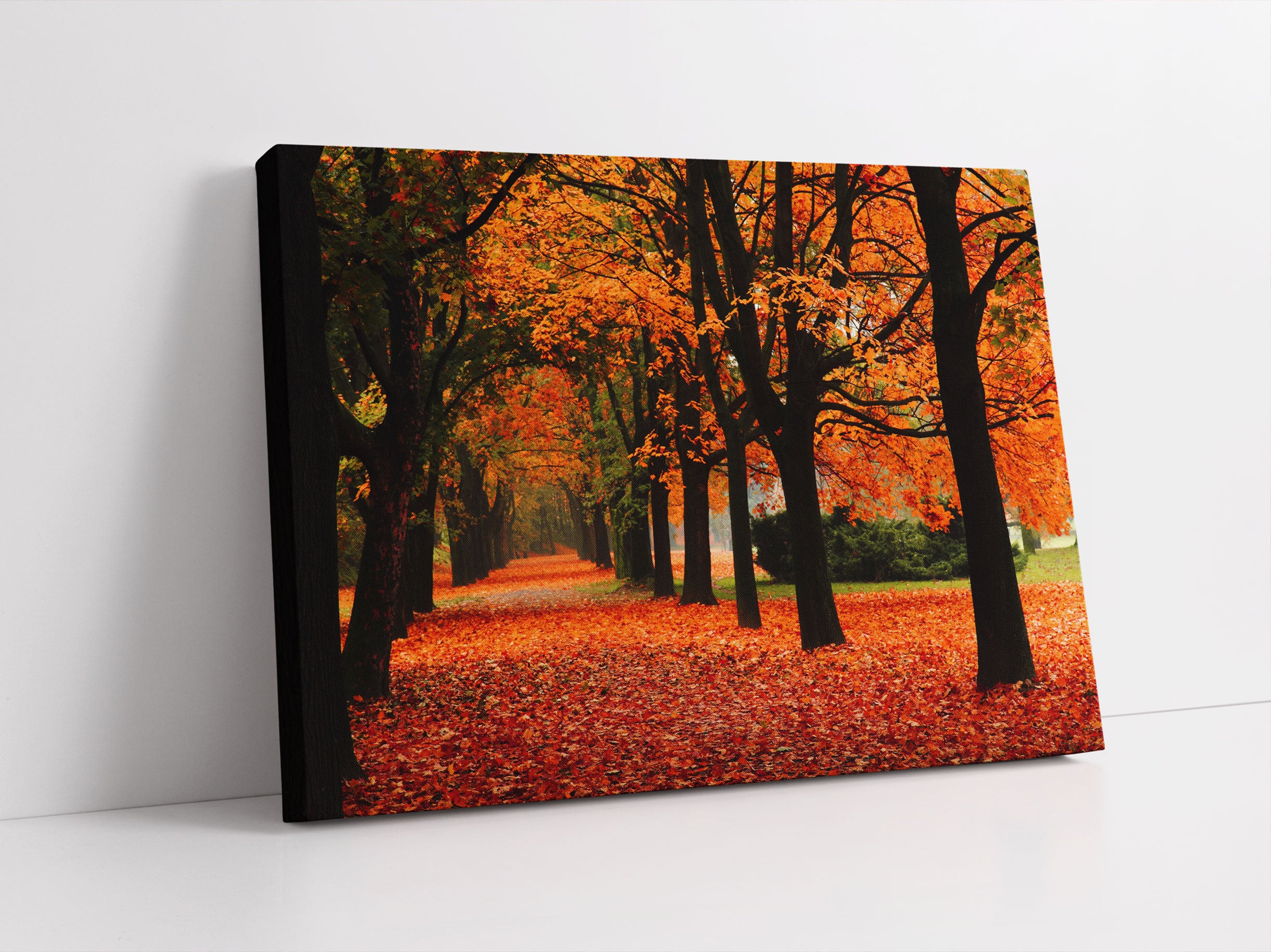 Baumallee im Herbst Leinwandbild Studio