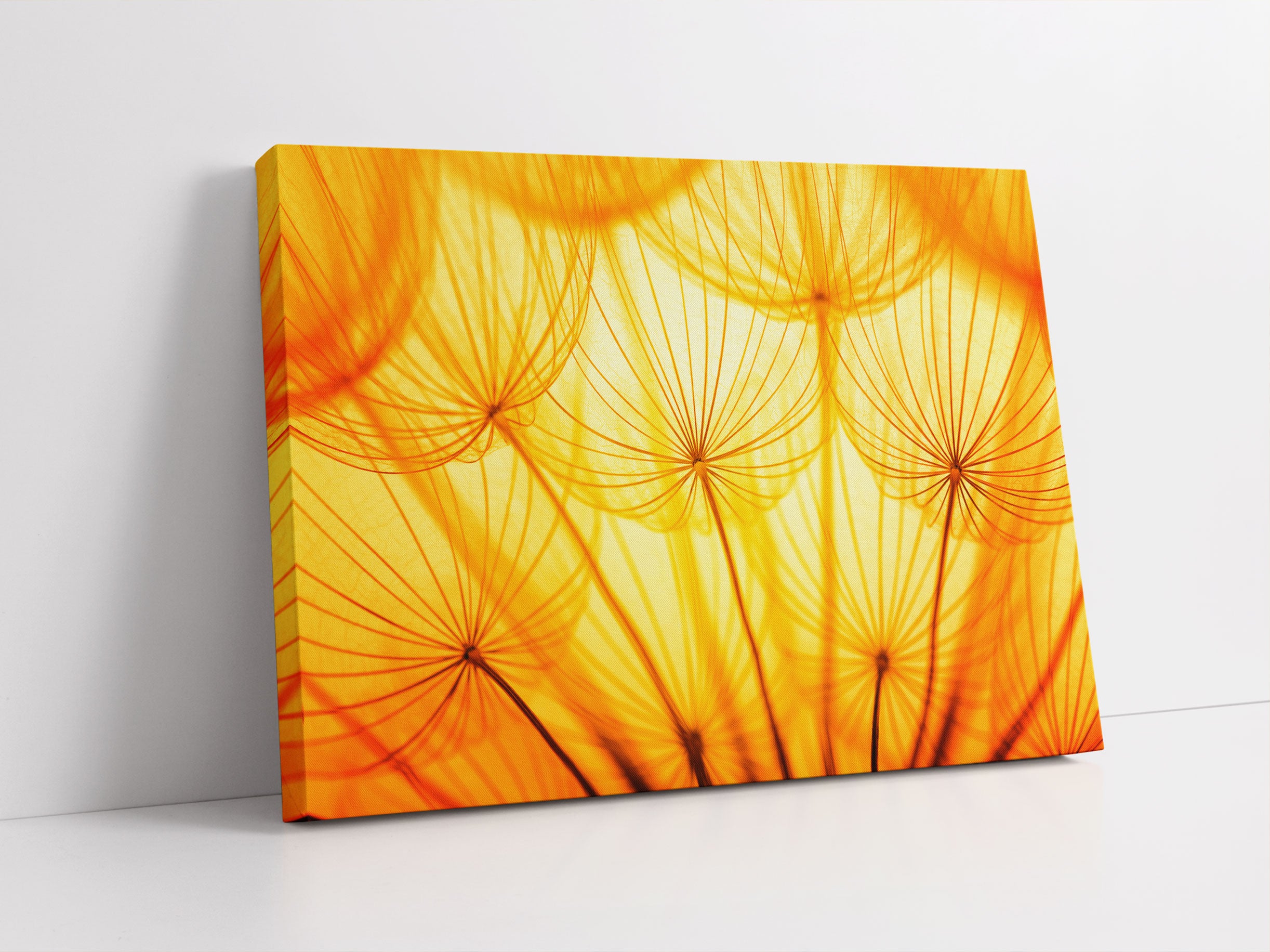 Pusteblumen oranges Licht Leinwandbild Studio