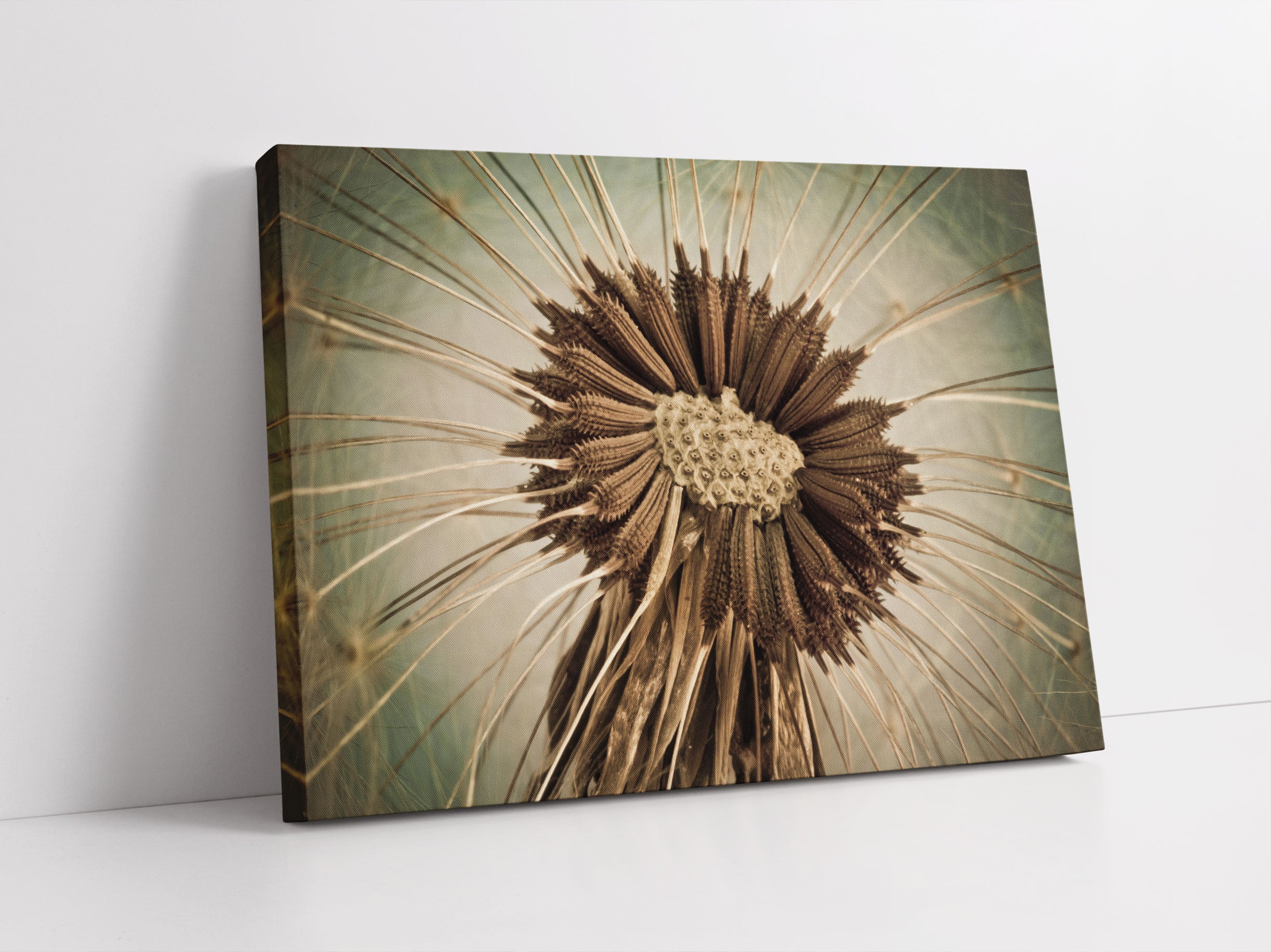 Vertrocknete Pusteblume Leinwandbild Studio