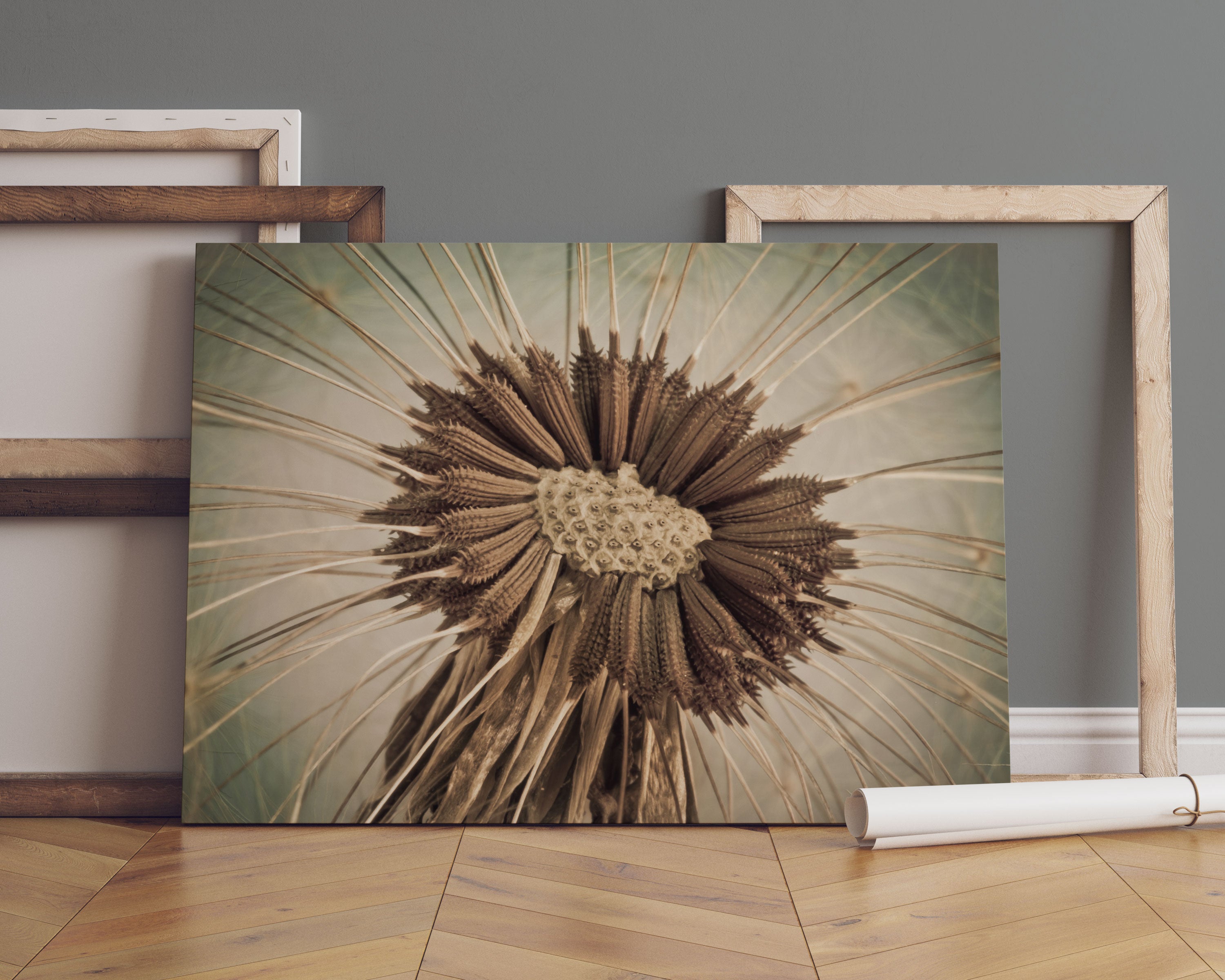 Vertrocknete Pusteblume Leinwandbild Sofa