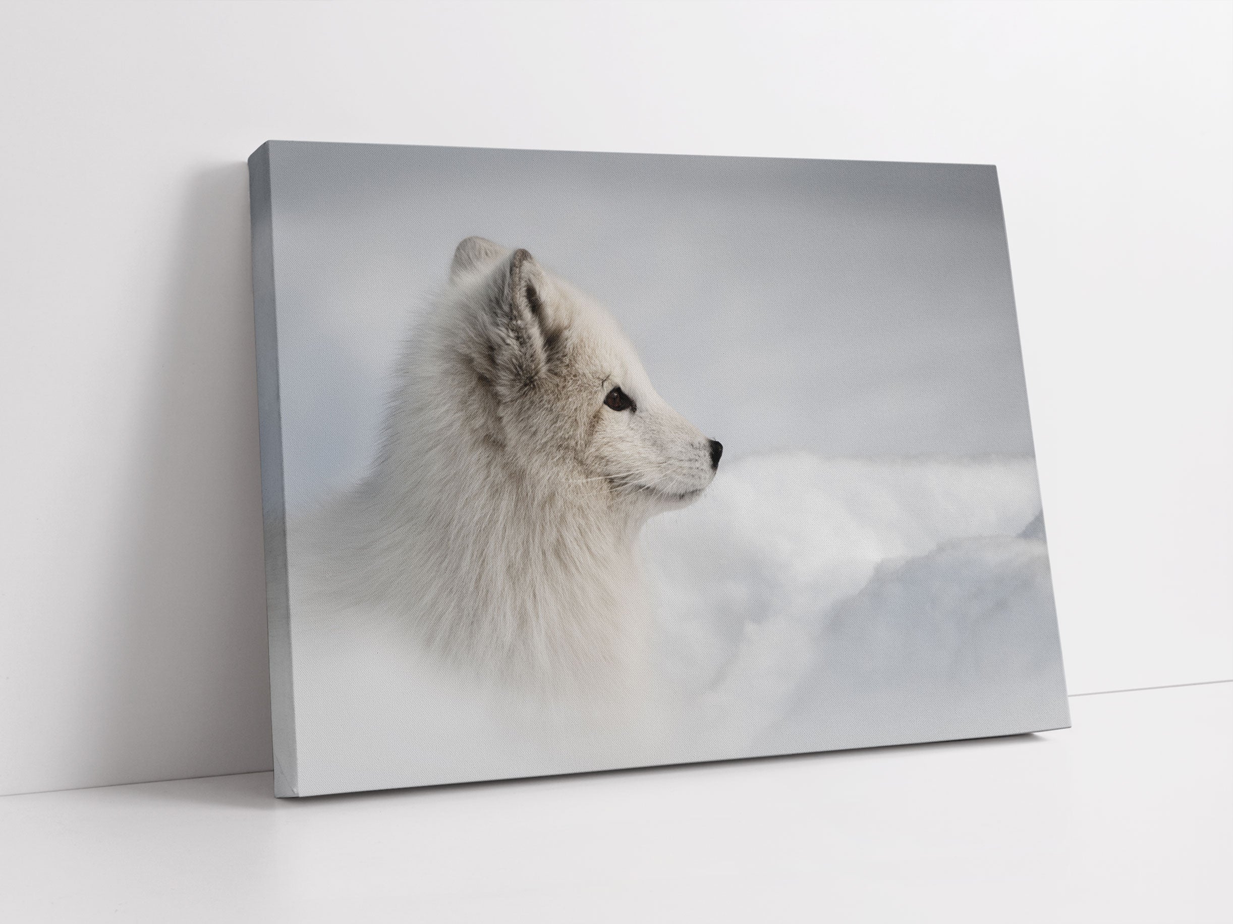 Anmutiger Polarfuchs im Schnee Leinwandbild Studio