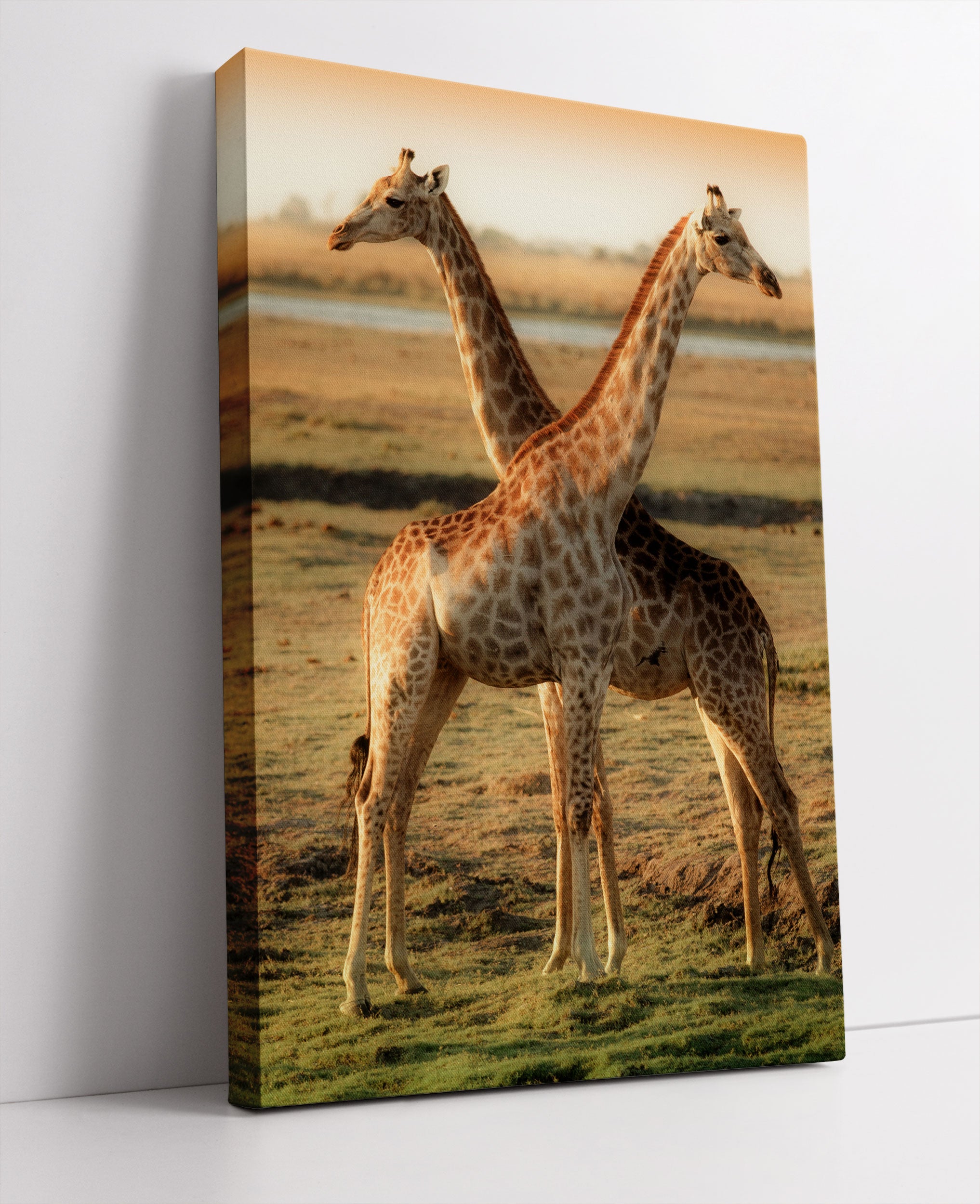 Giraffen Paar Leinwandbild Studio