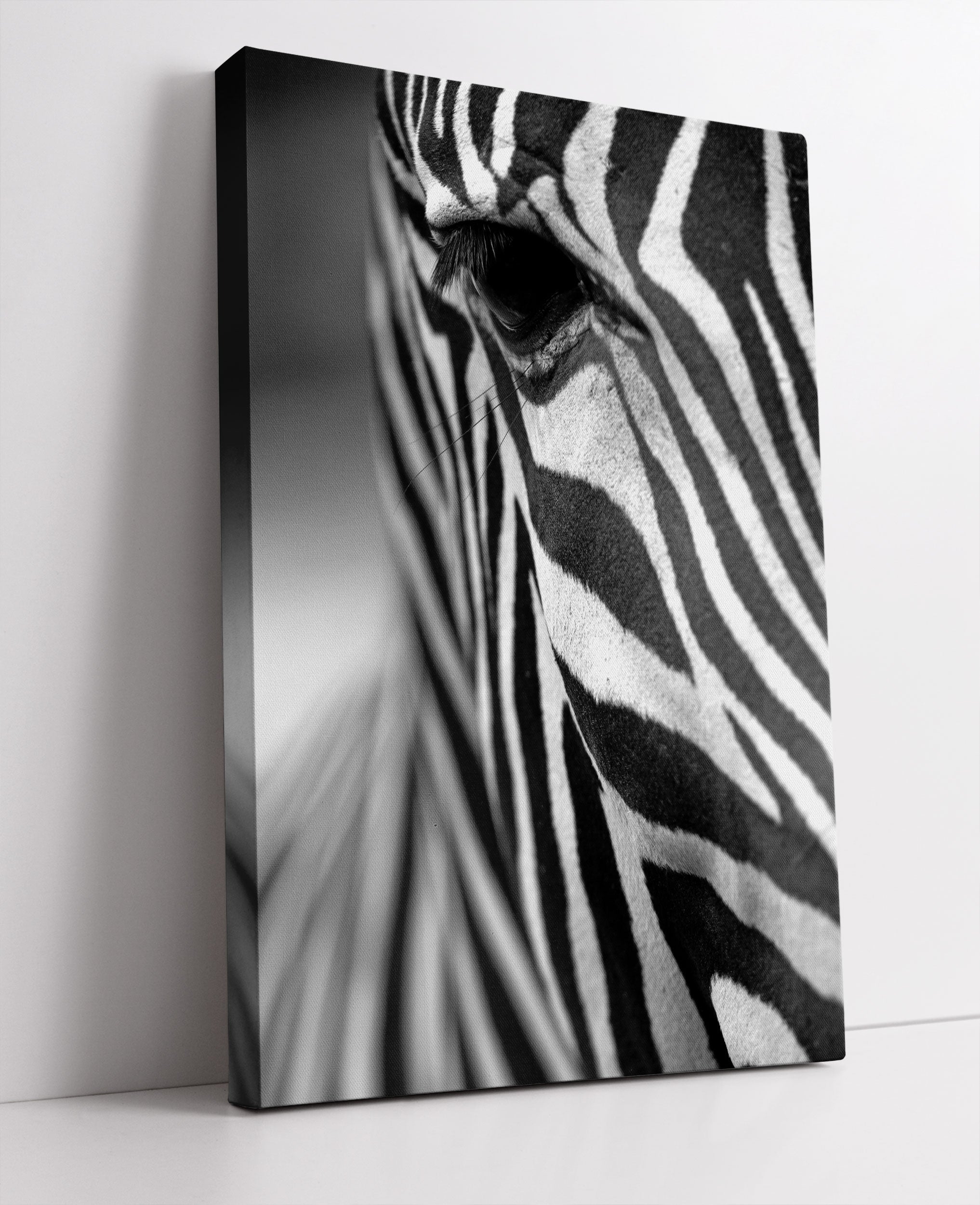 Zebra Nahaufnahme Leinwandbild Studio