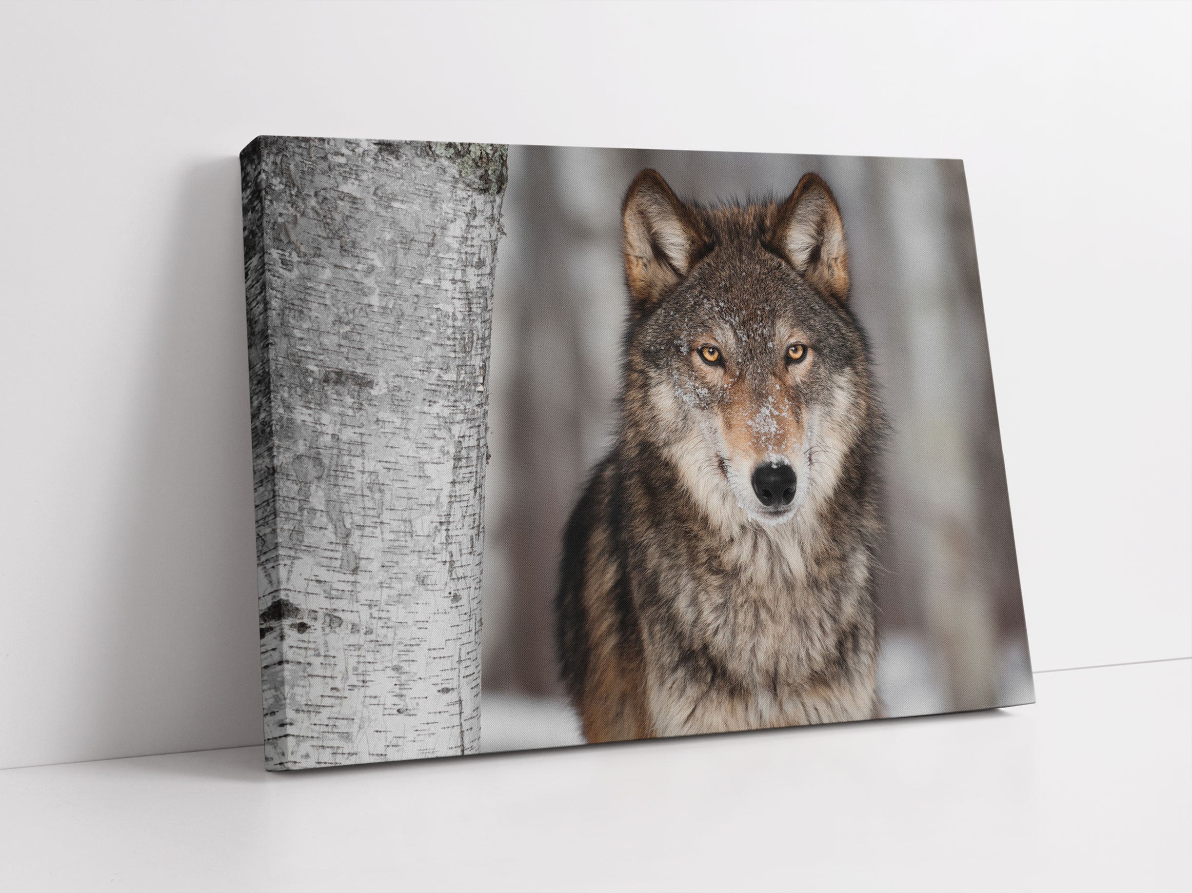 Wachsamer Wolf Leinwandbild Studio