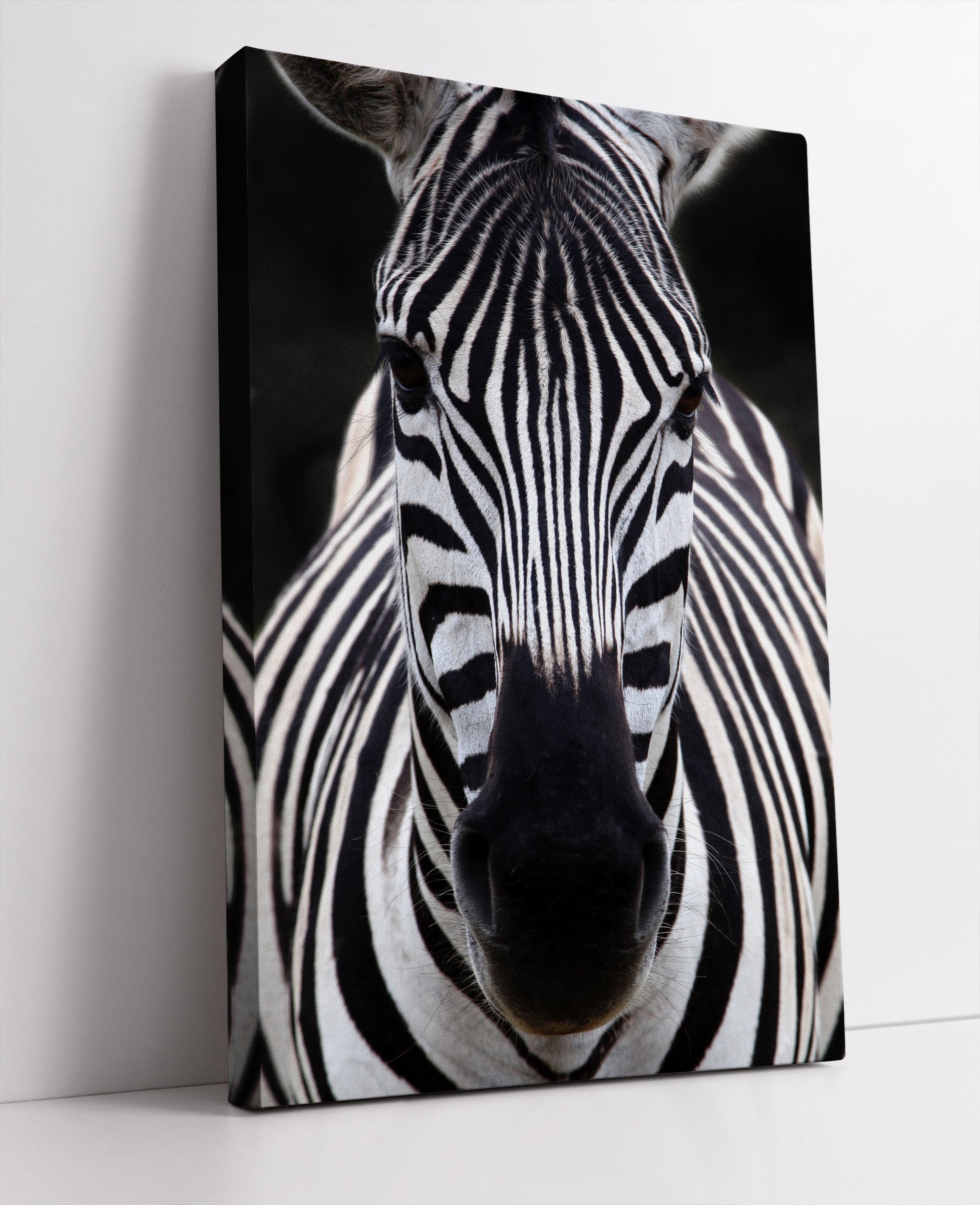 Zebra Porträt Leinwandbild Studio