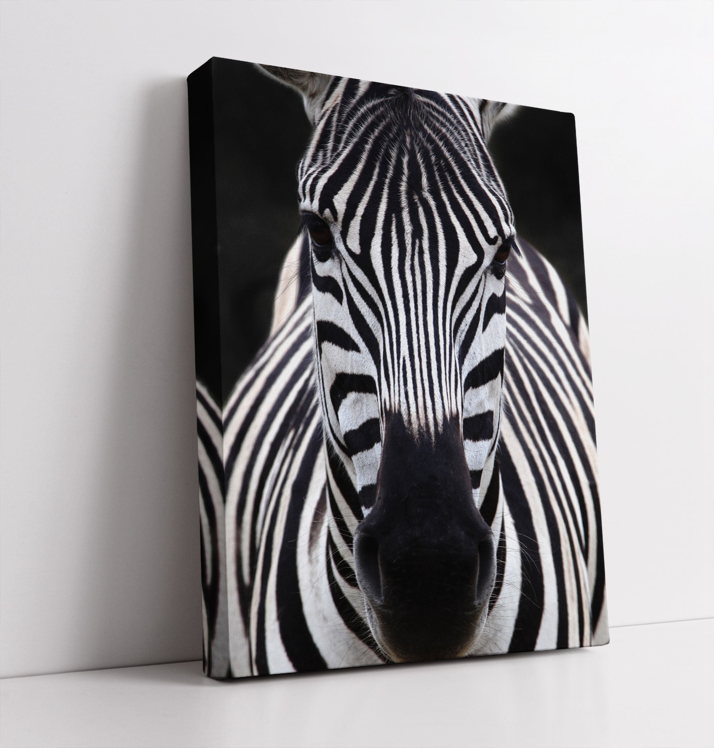 Zebra Porträt - Leinwandbild