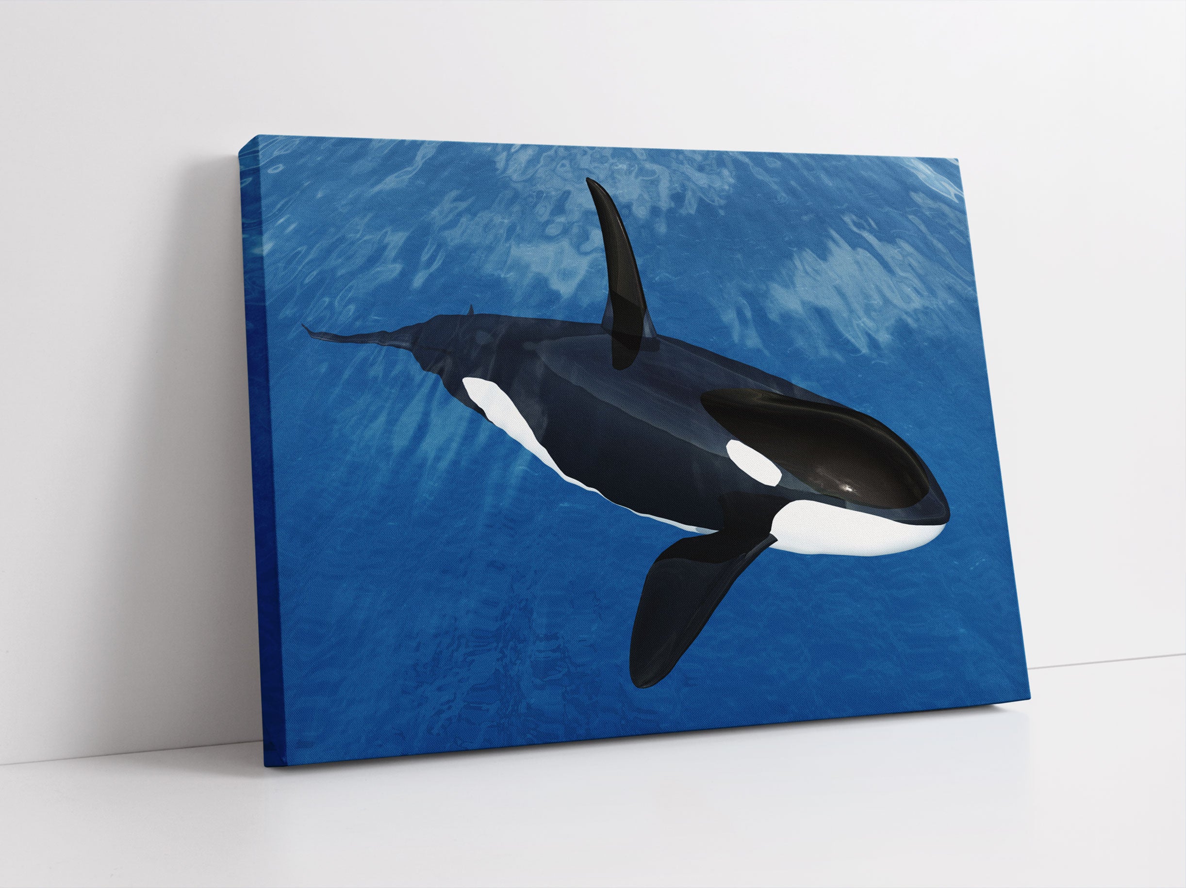 Orca im blauen Meer Leinwandbild Studio