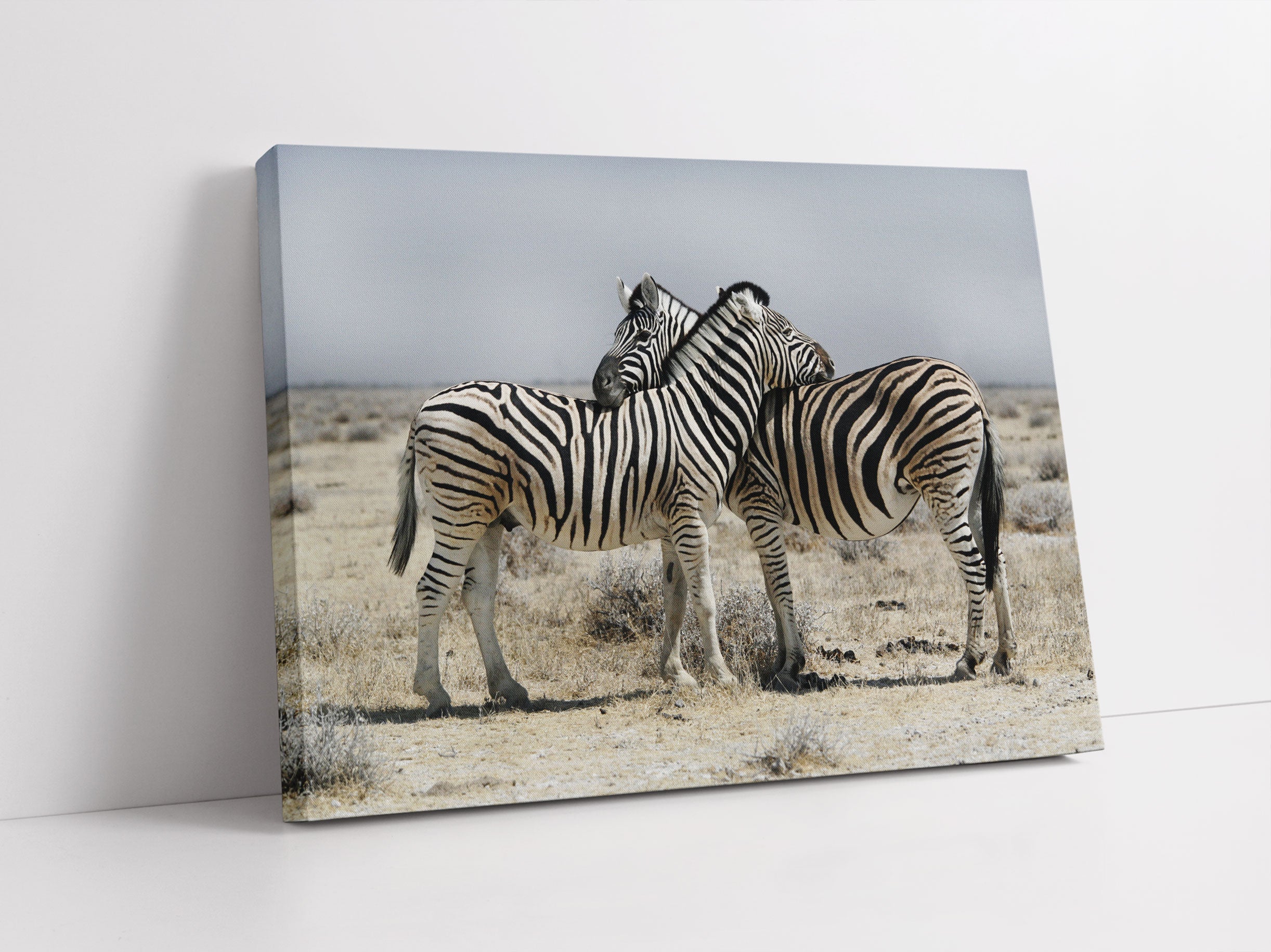 Schmusende Zebras Leinwandbild Studio