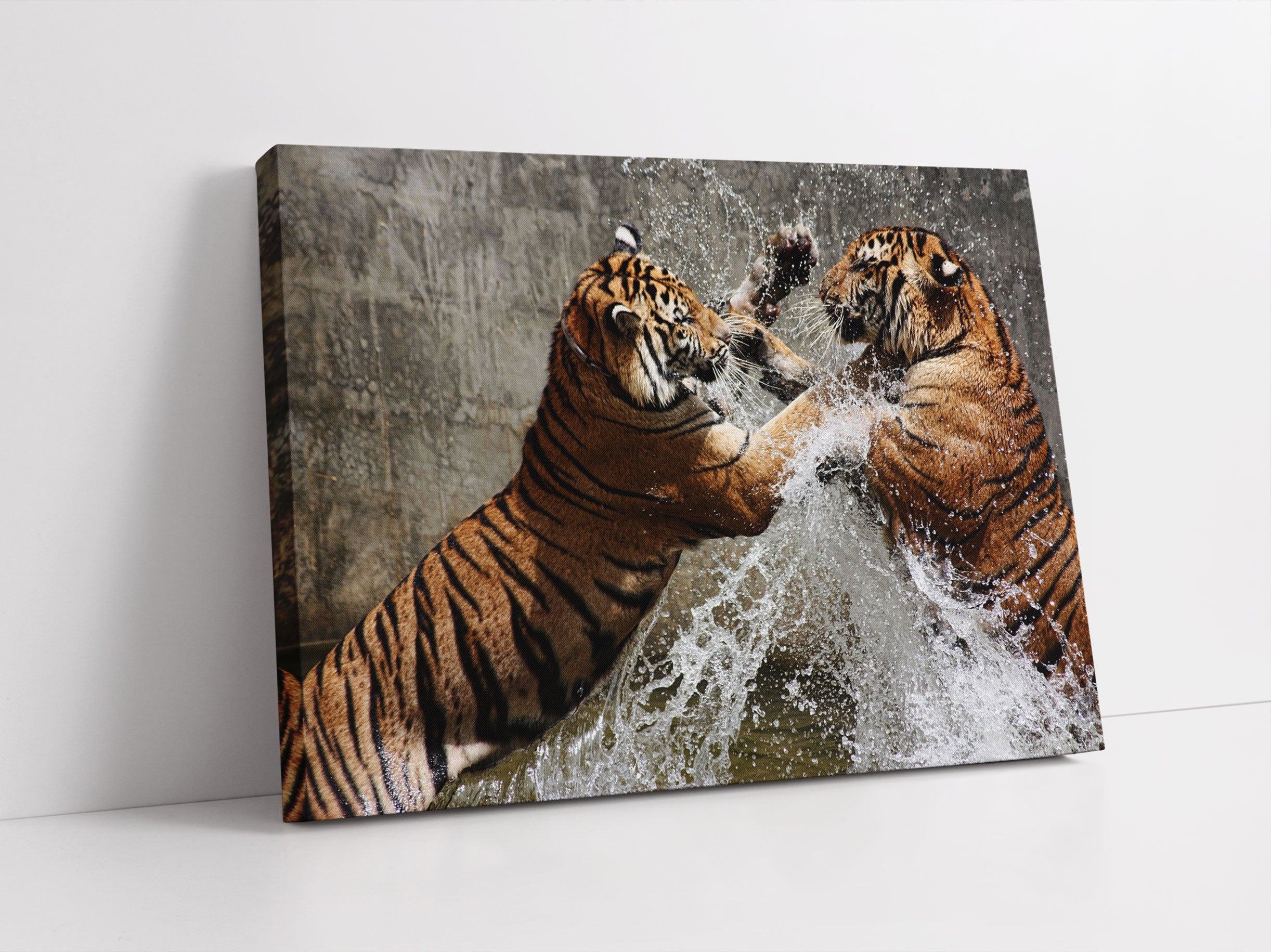 Kämpfende Tiger im Wasser Leinwandbild Studio