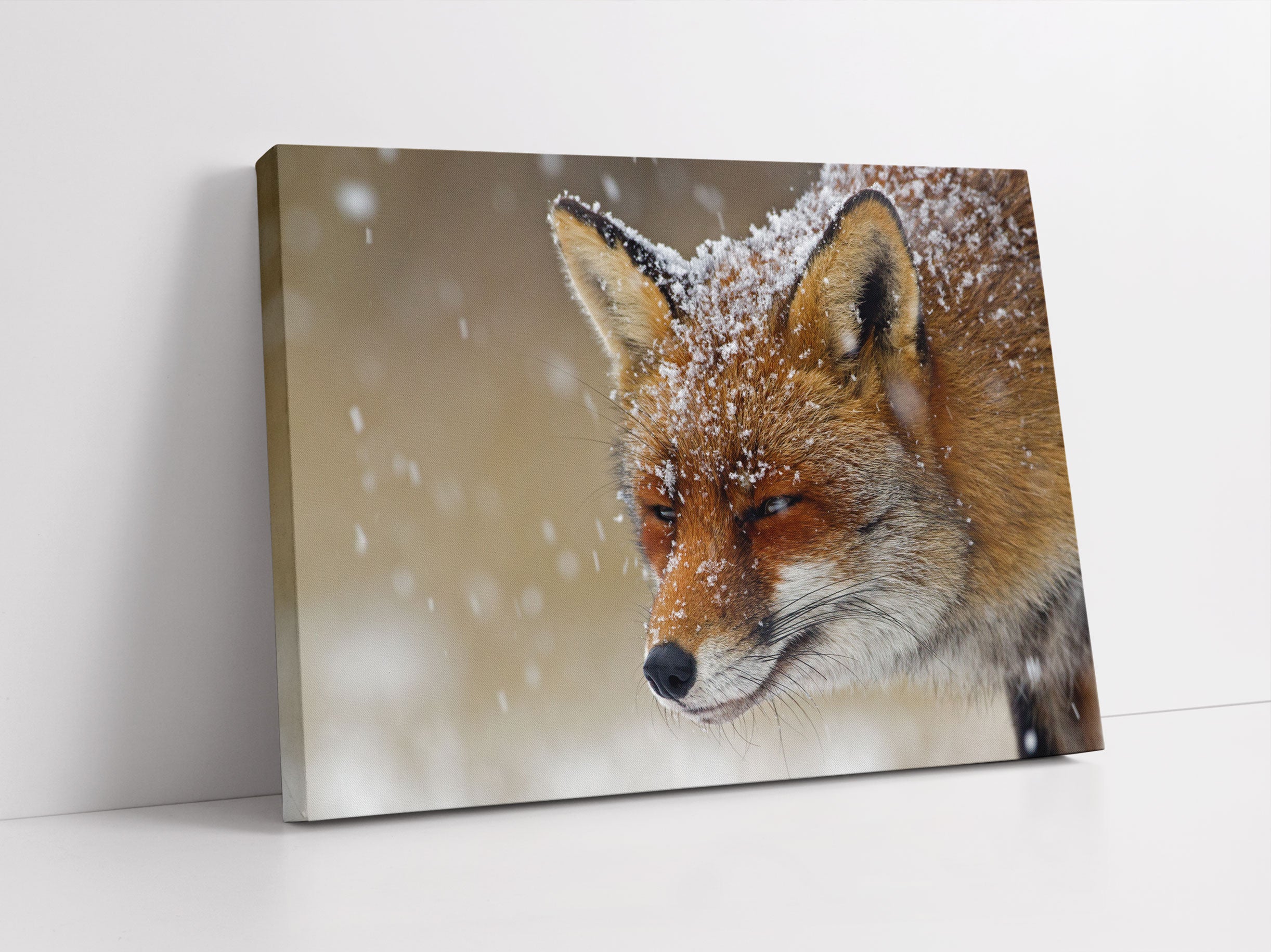 Fuchs im Schnee Leinwandbild Studio