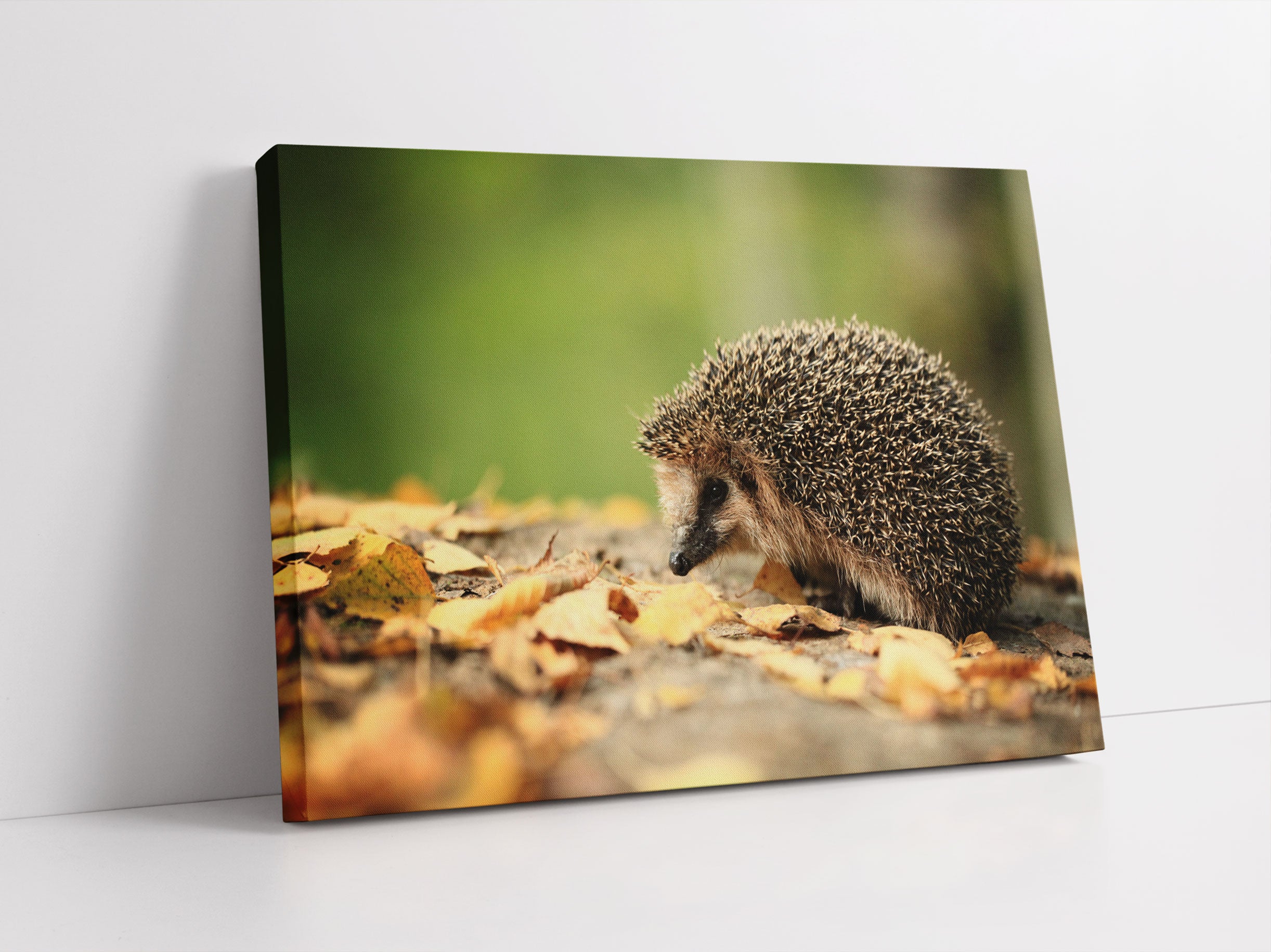 Igel im Laub Leinwandbild Studio