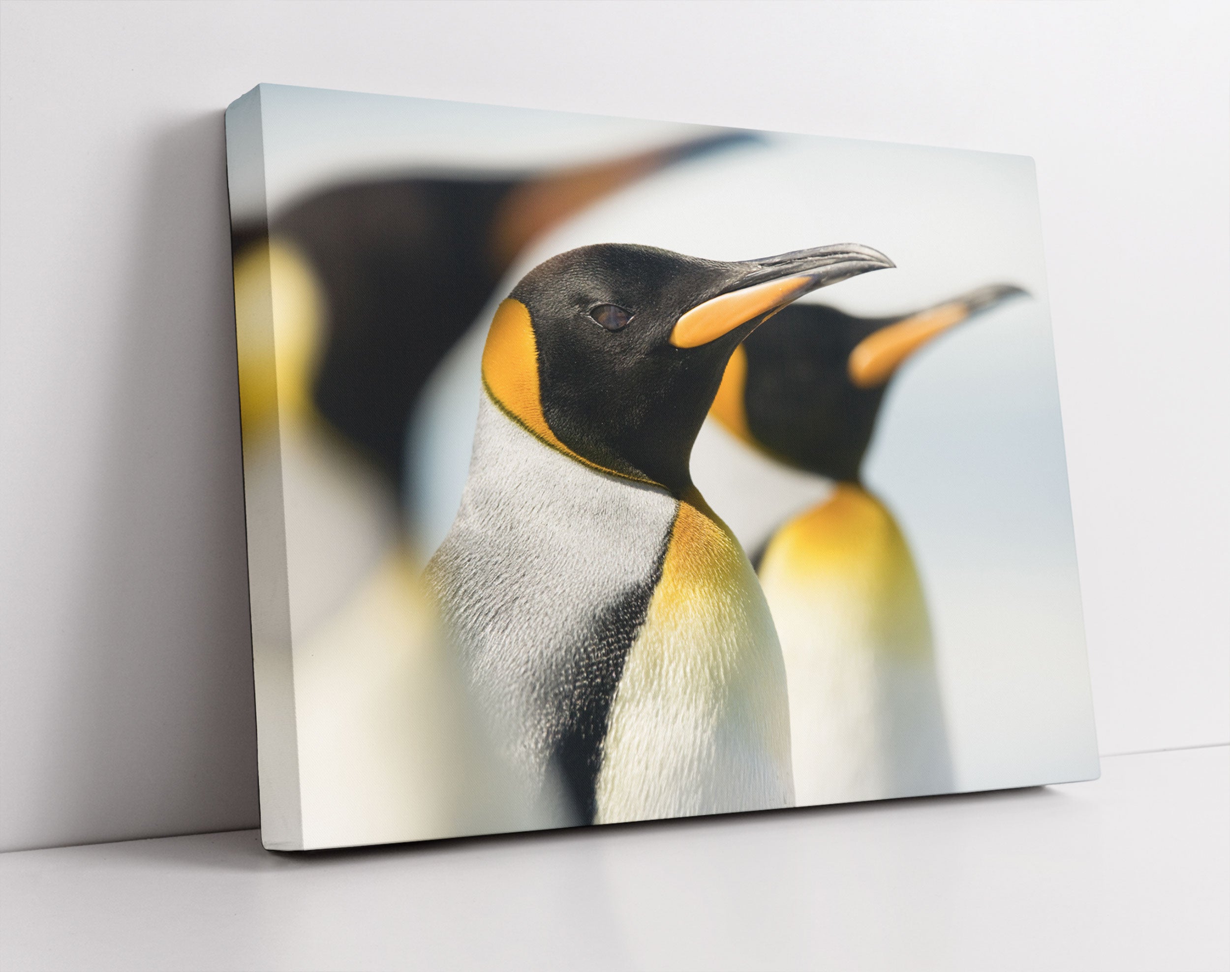 Pinguine - Leinwandbild