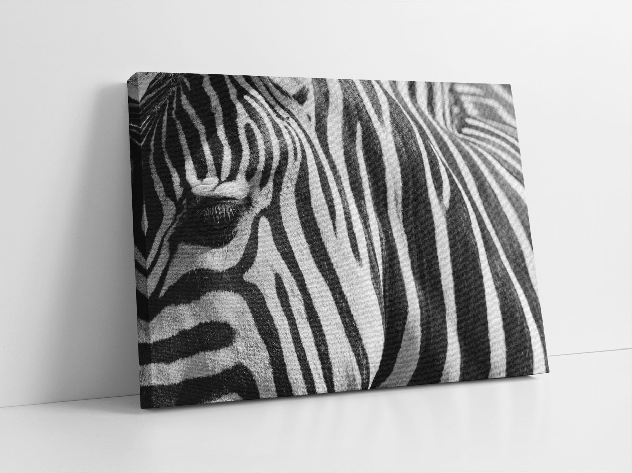 Zebra Porträt Leinwandbild Studio