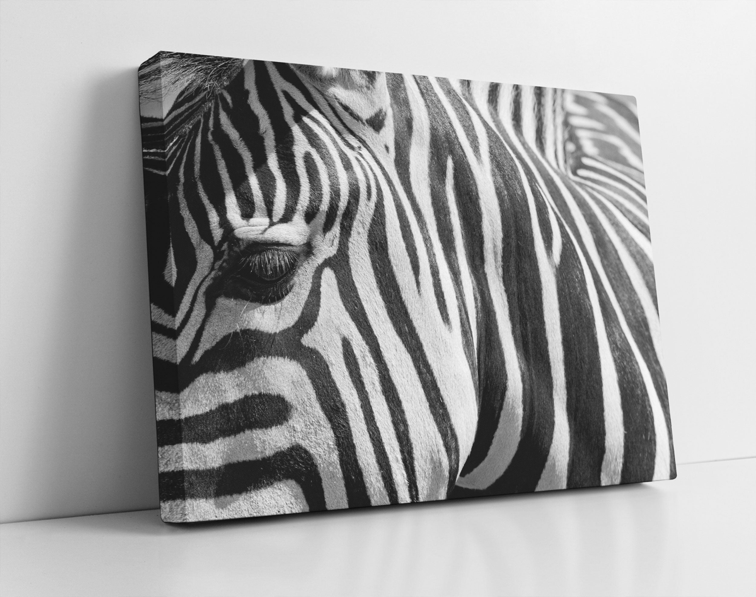 Zebra Porträt - Leinwandbild