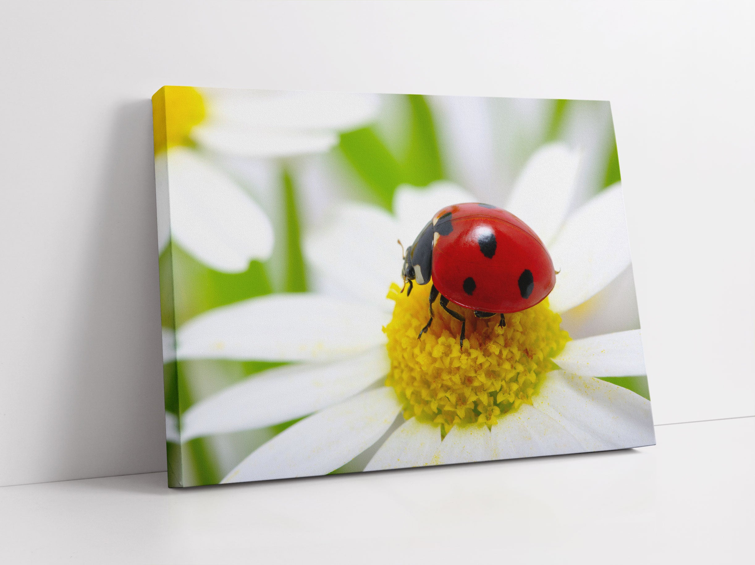 Marienkäfer auf Gänseblümchen Leinwandbild Studio