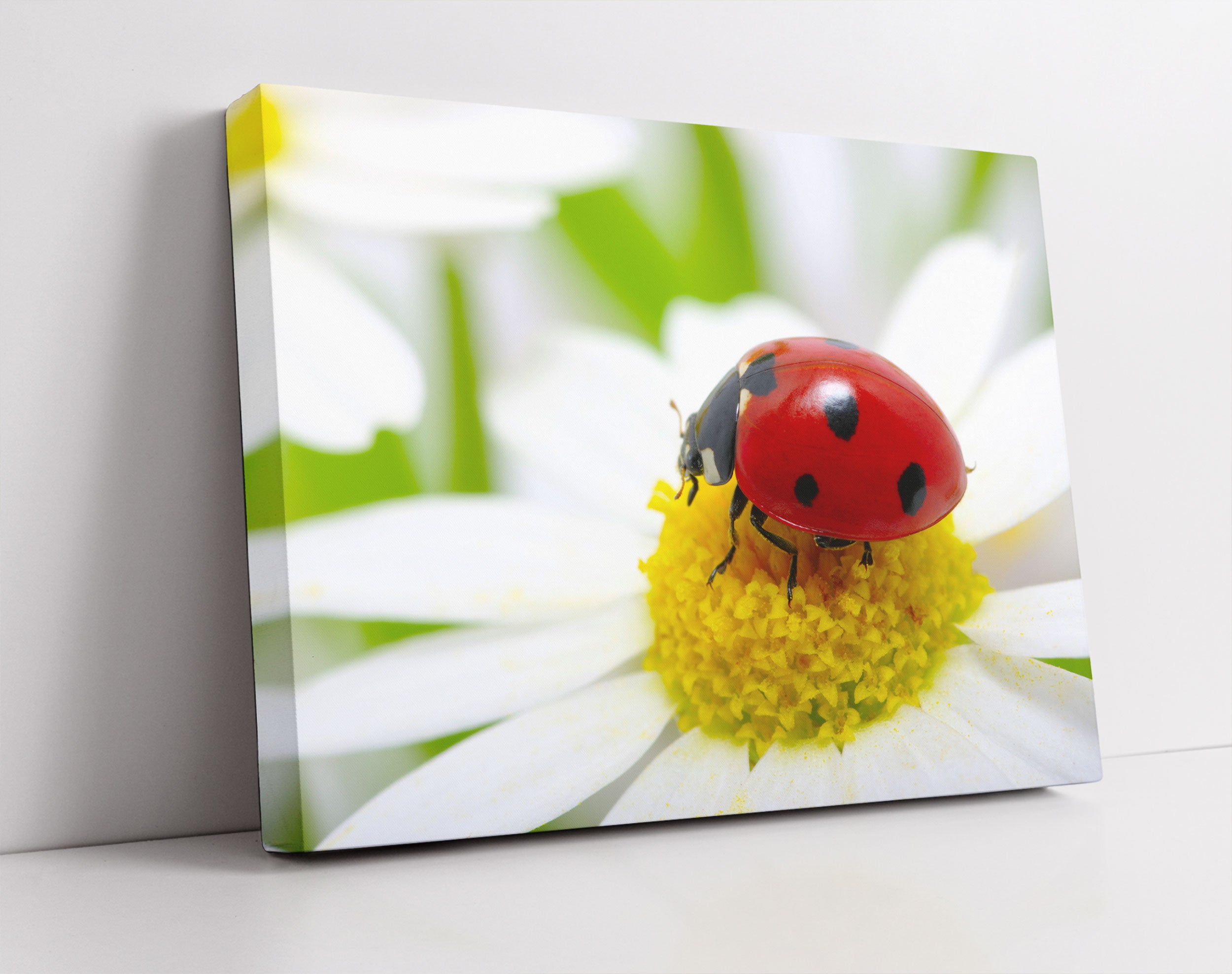 Marienkäfer auf Gänseblümchen - Leinwandbild