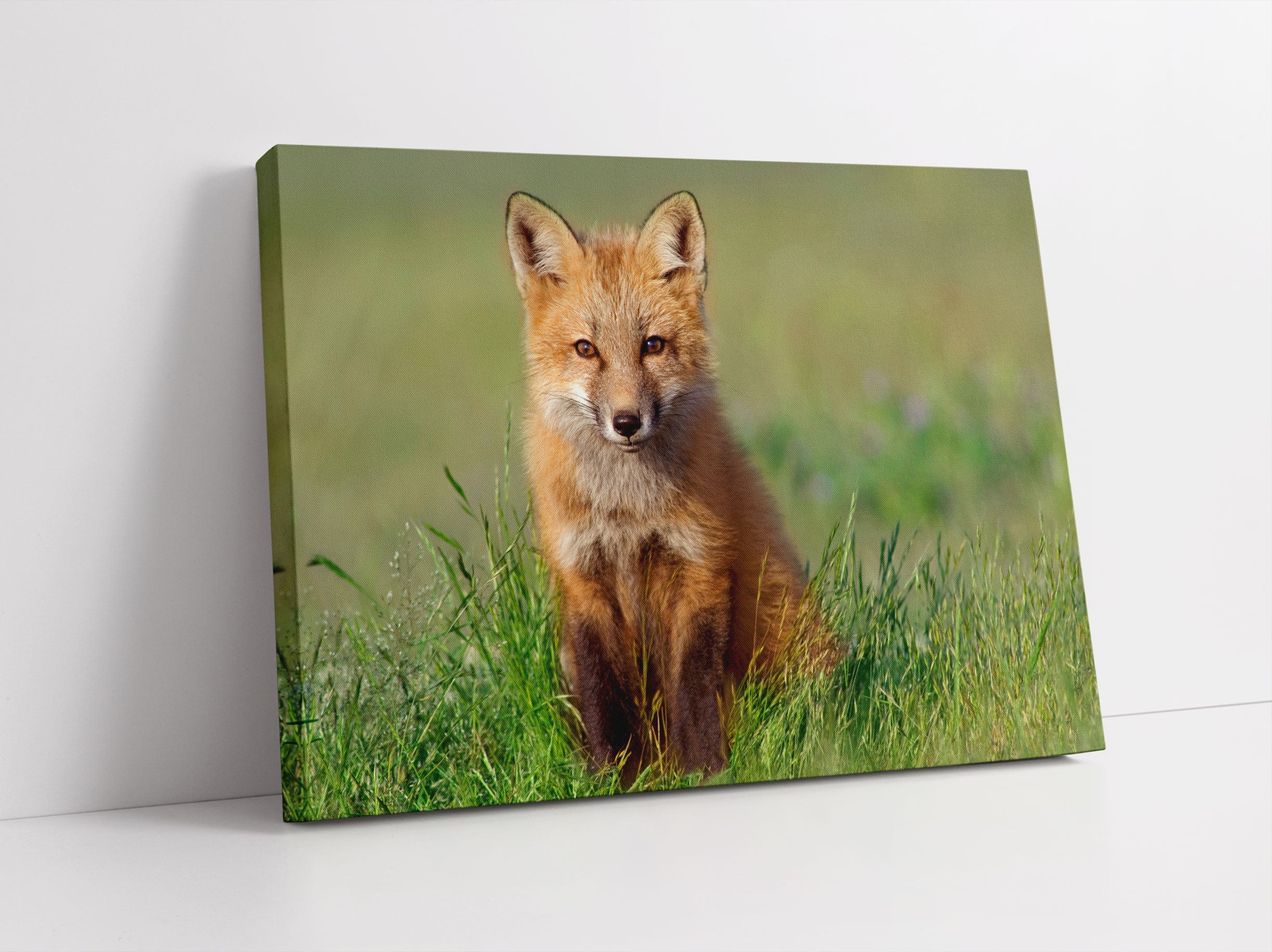 Kleiner Fuchs Leinwandbild Studio