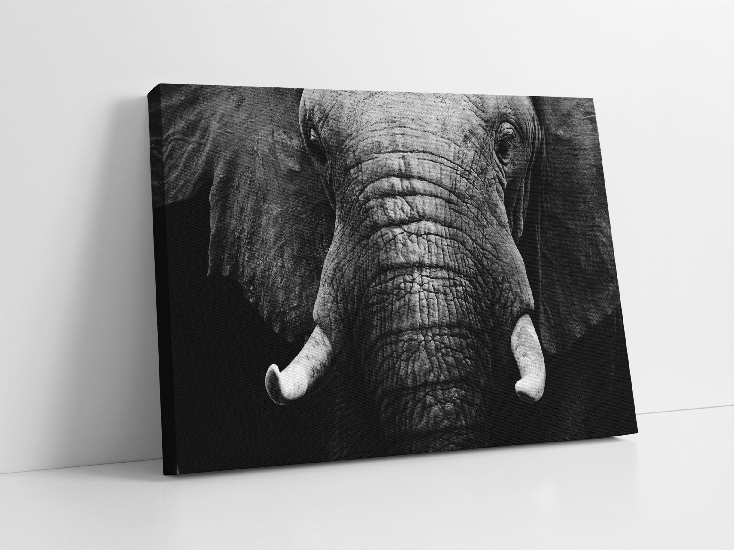 Elefant Porträt Leinwandbild Studio