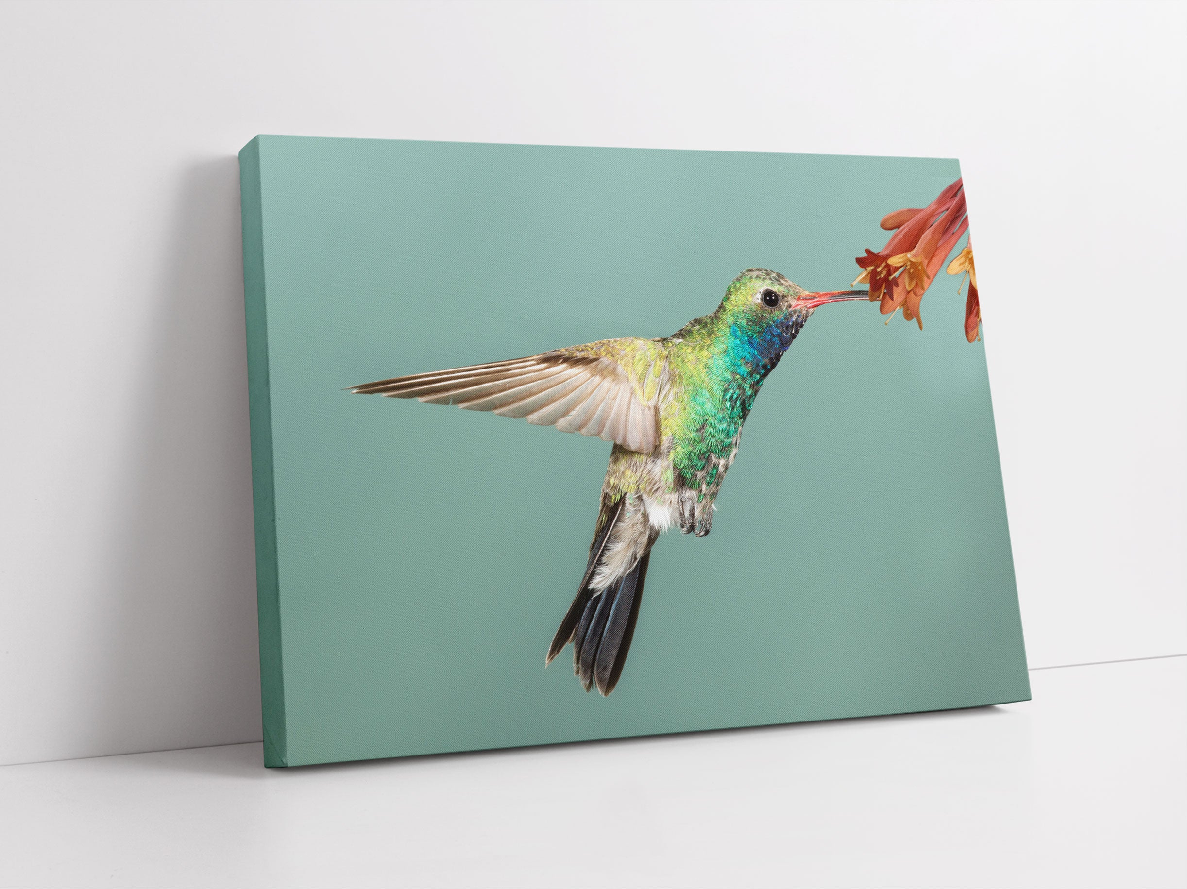 Bunter Kolibri Leinwandbild Studio