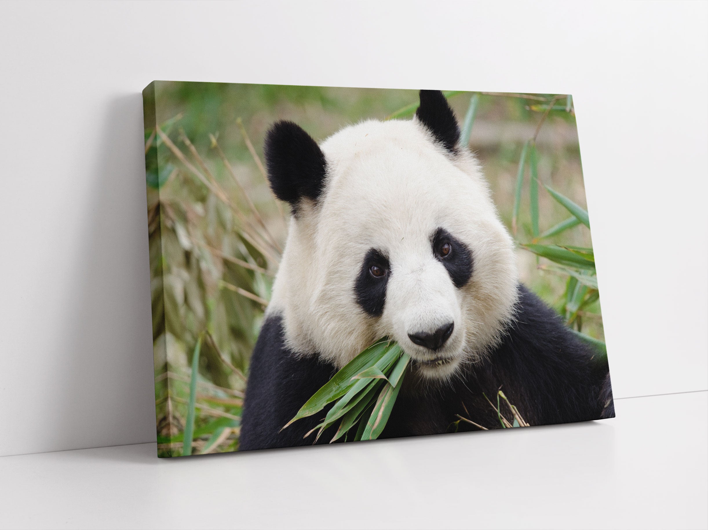 Pandabär frisst Bambus Leinwandbild Studio