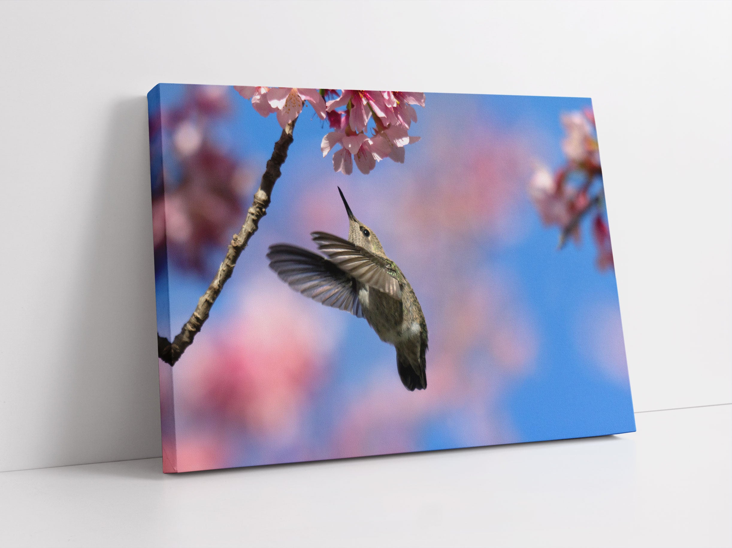 Kolibri an Kirschblüte Leinwandbild Studio