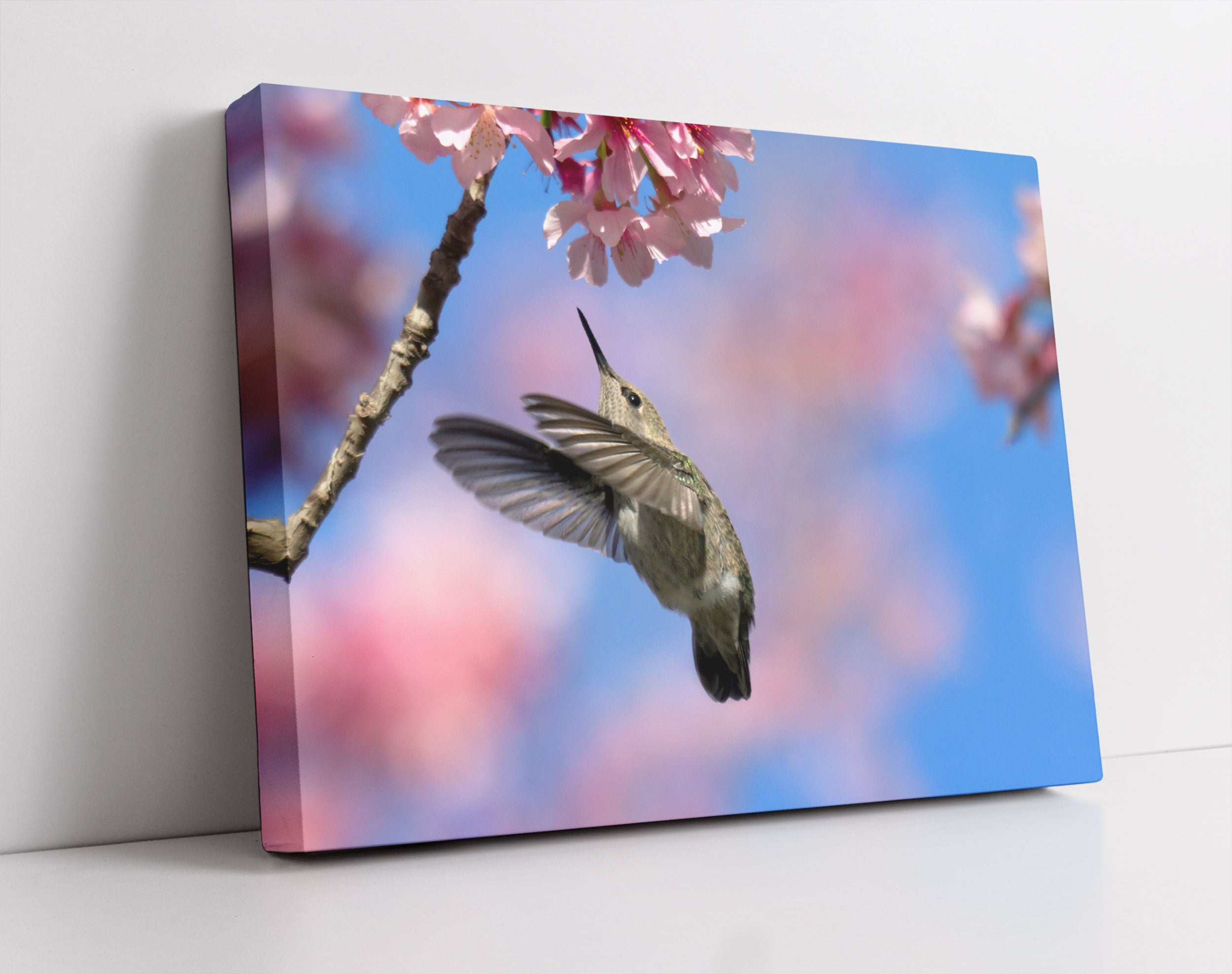 Kolibri an Kirschblüte - Leinwandbild