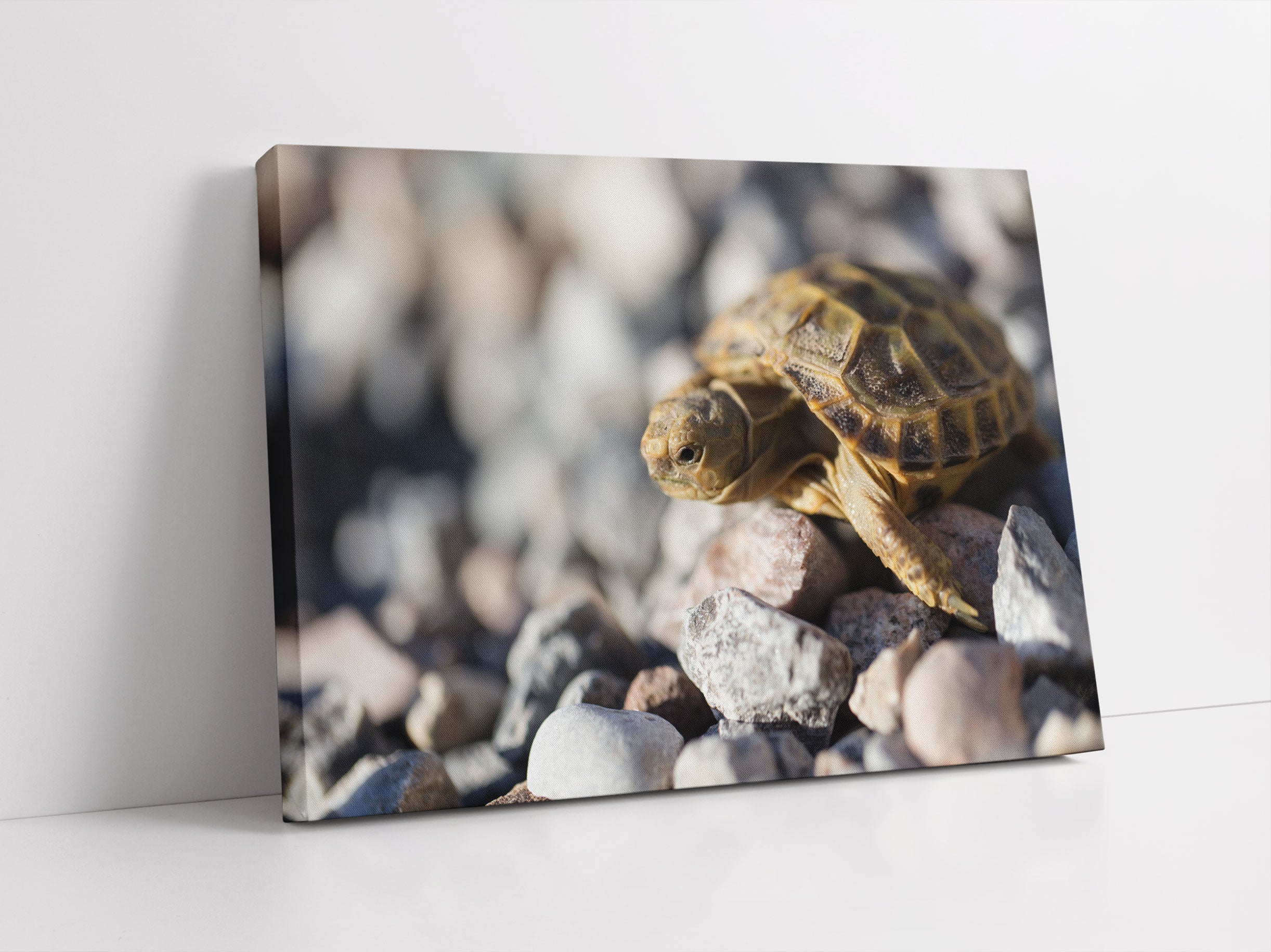 Kleine Schildkröte Leinwandbild Studio