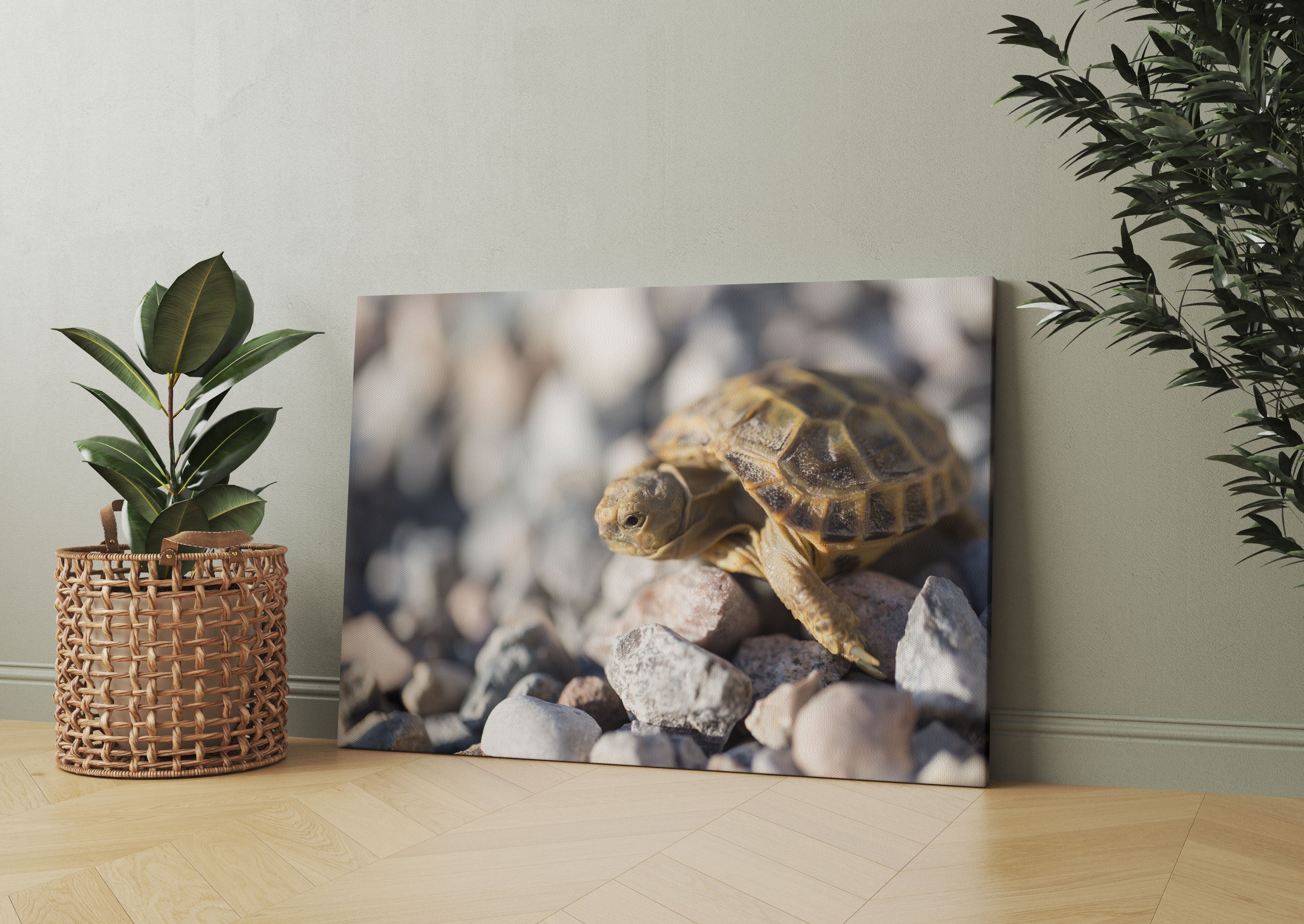 Kleine Schildkröte Leinwandbild Wohnzimmer