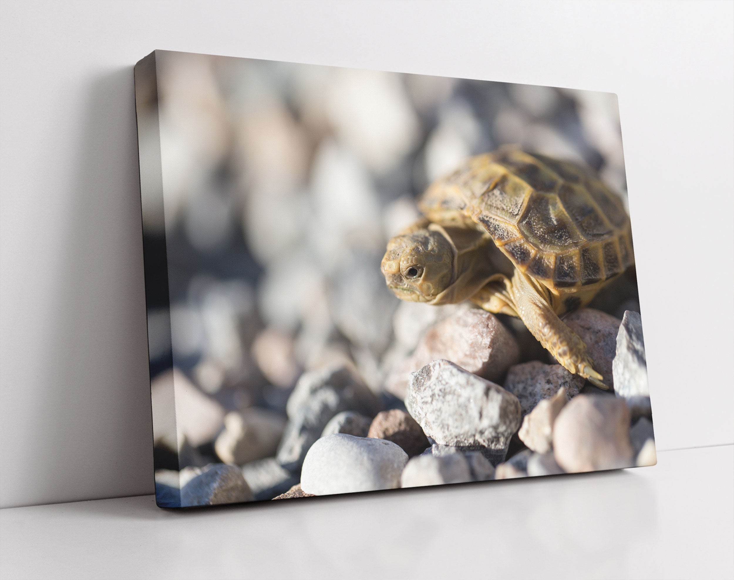 Kleine Schildkröte - Leinwandbild