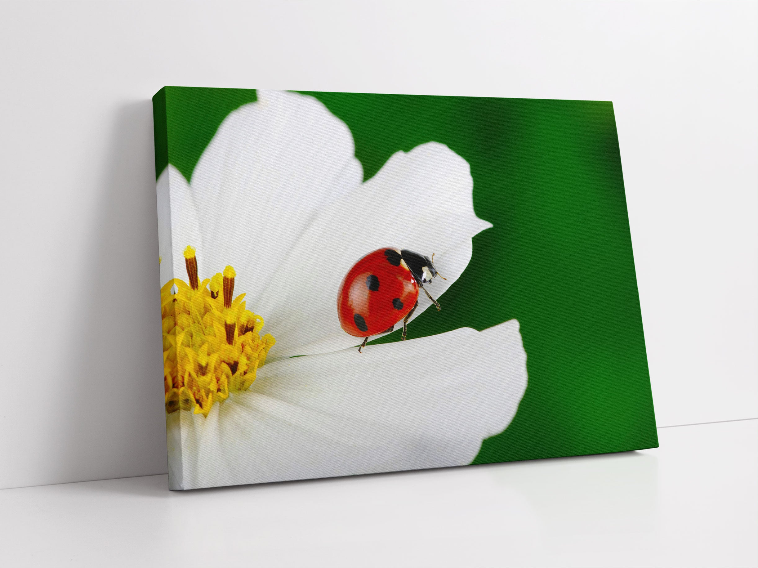 Marienkäfer auf Blüte Leinwandbild Studio