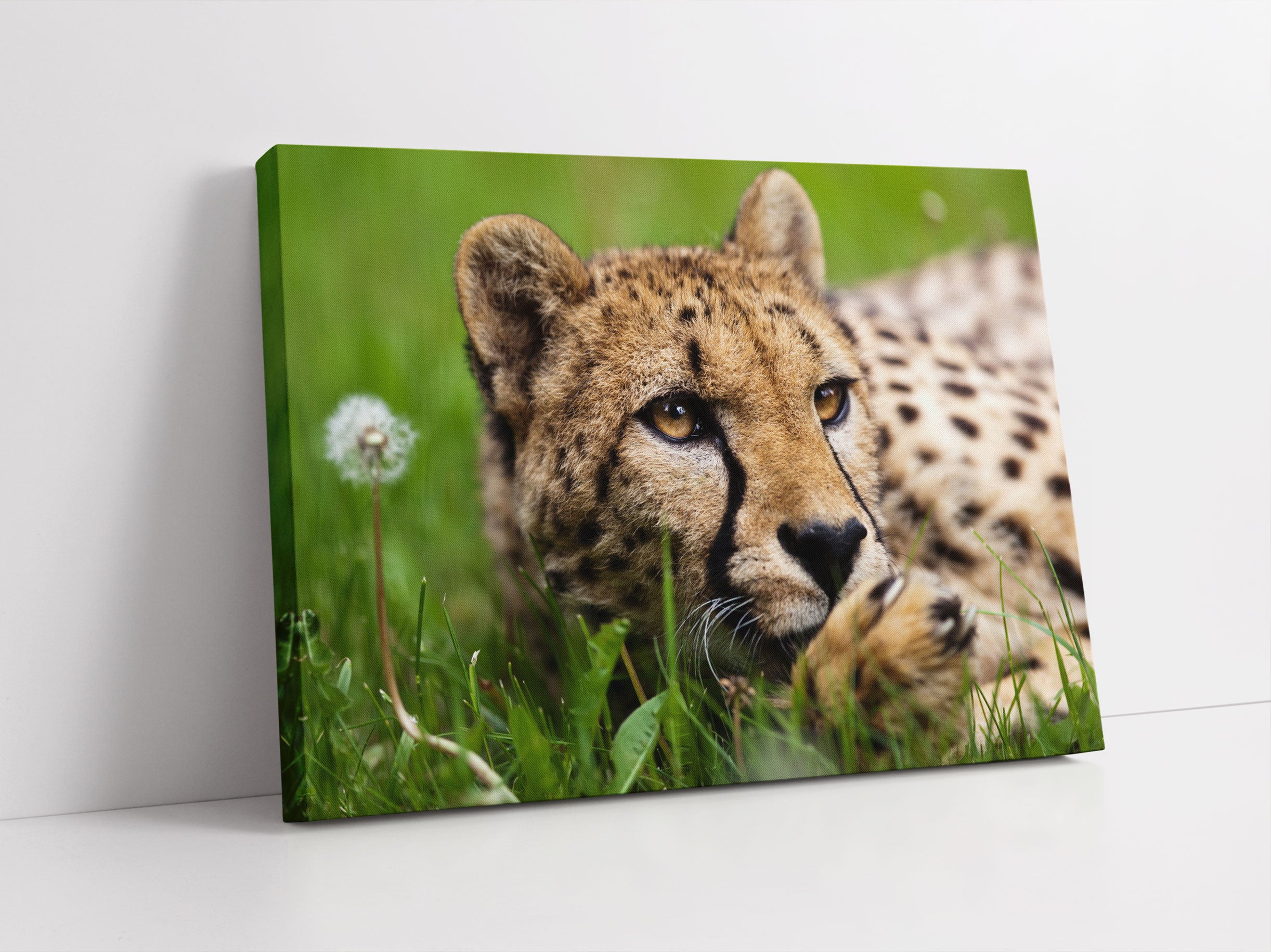 Gepard im Gras Leinwandbild Studio