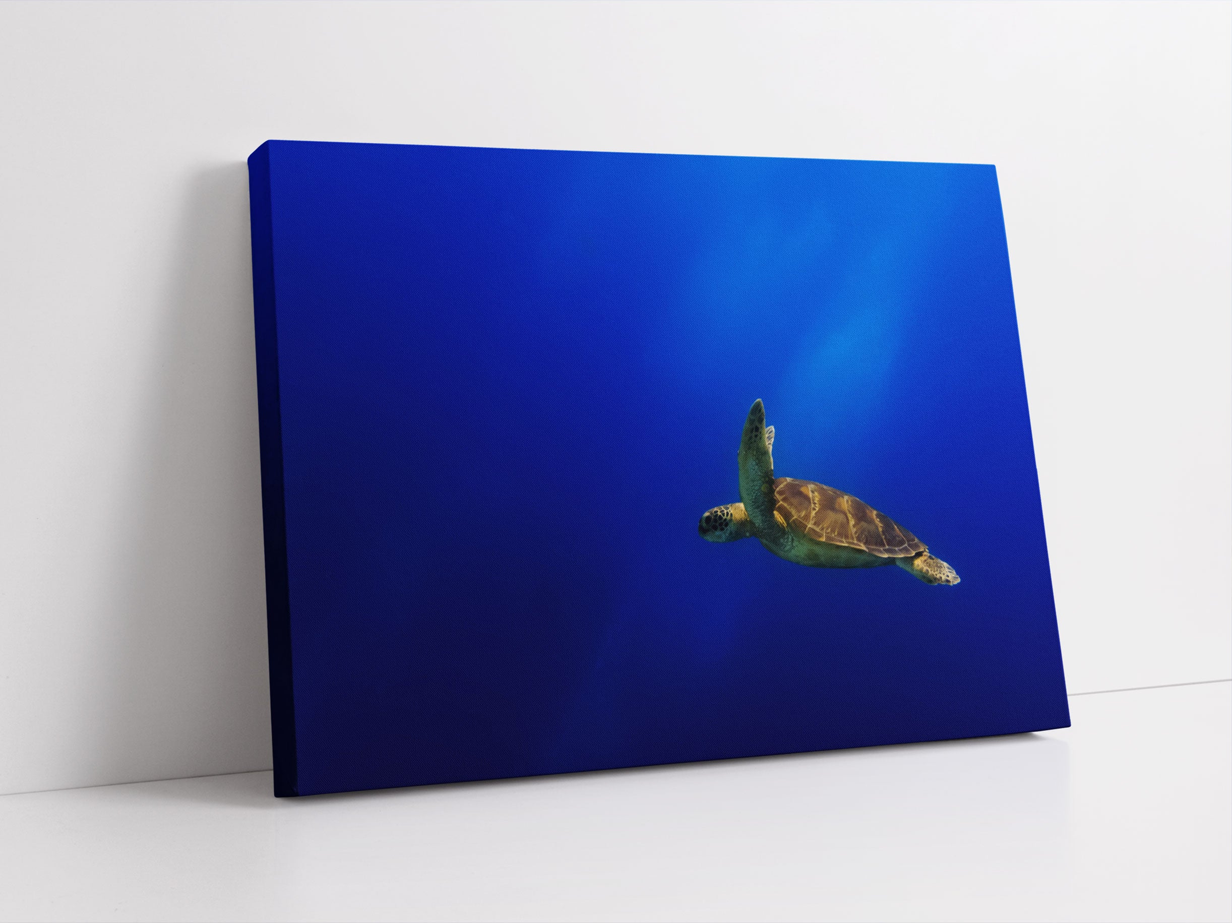 Alte Schildkröte im Meer Leinwandbild Studio