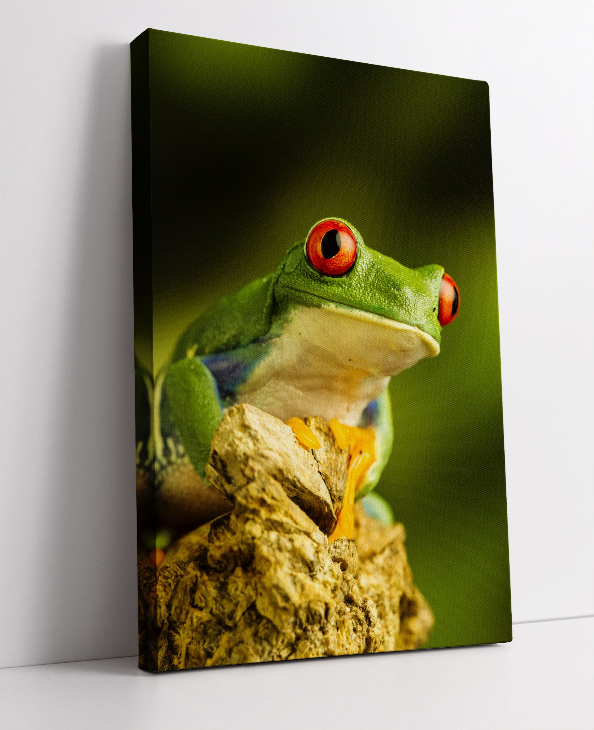 Grüner Rotaugen Frosch Leinwandbild Studio