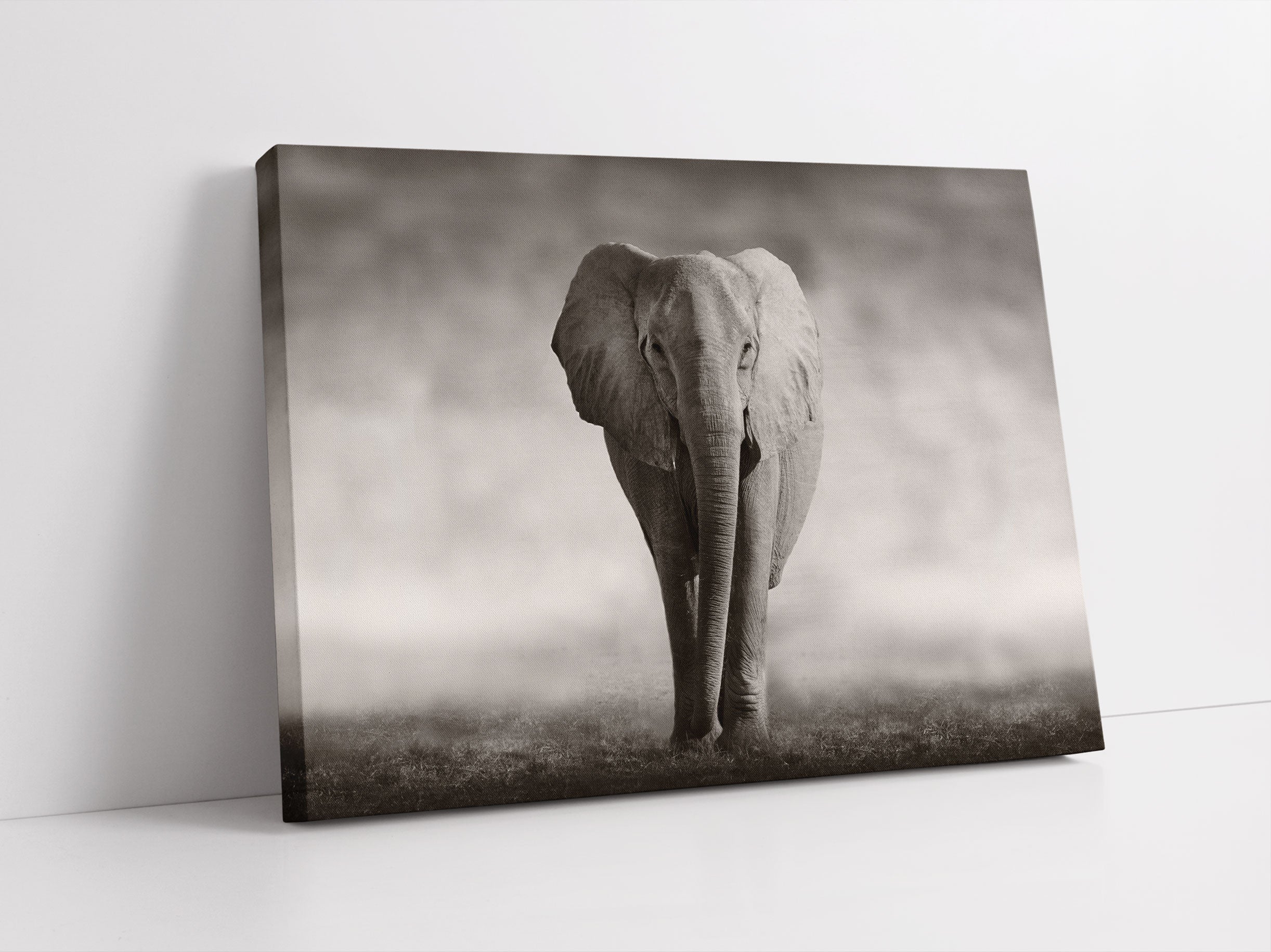 Einsamer Elefant Leinwandbild Studio