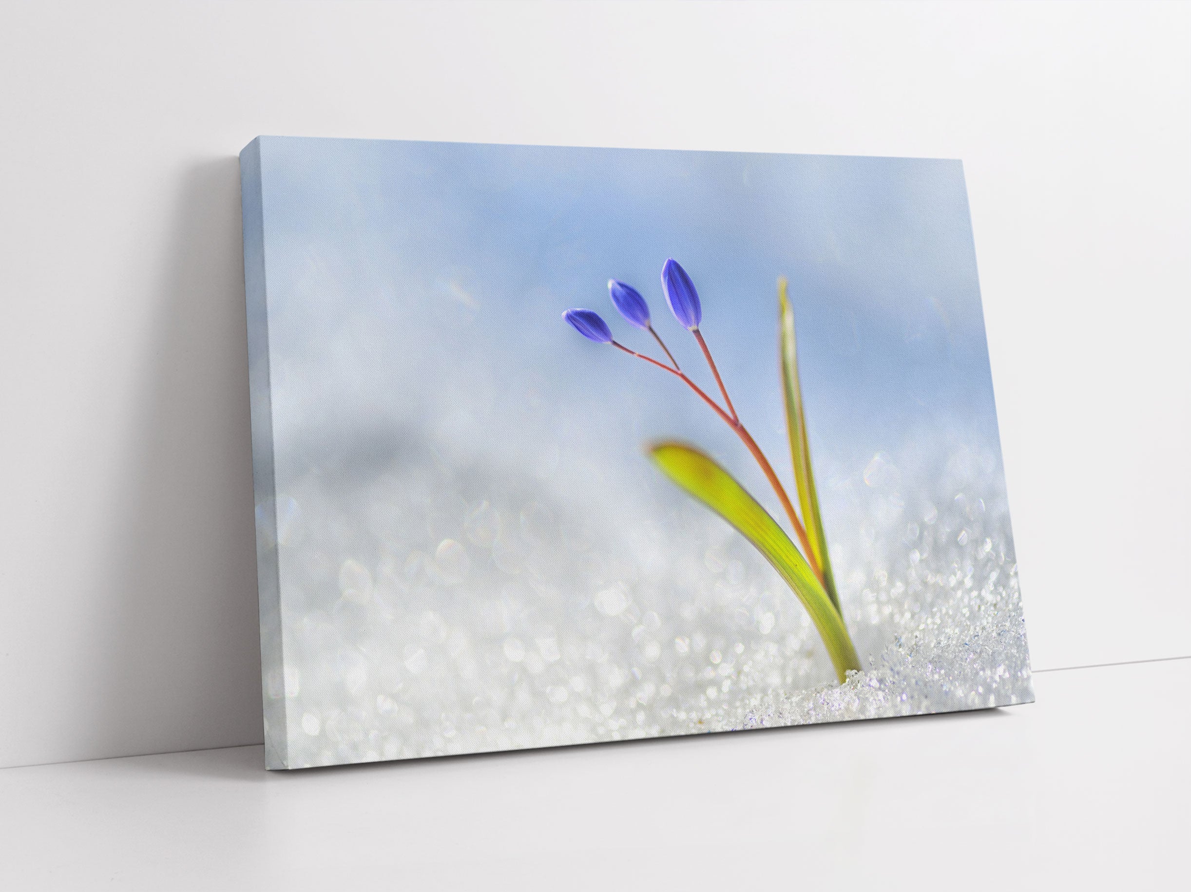 Blaue Knospen im Schnee Leinwandbild Studio