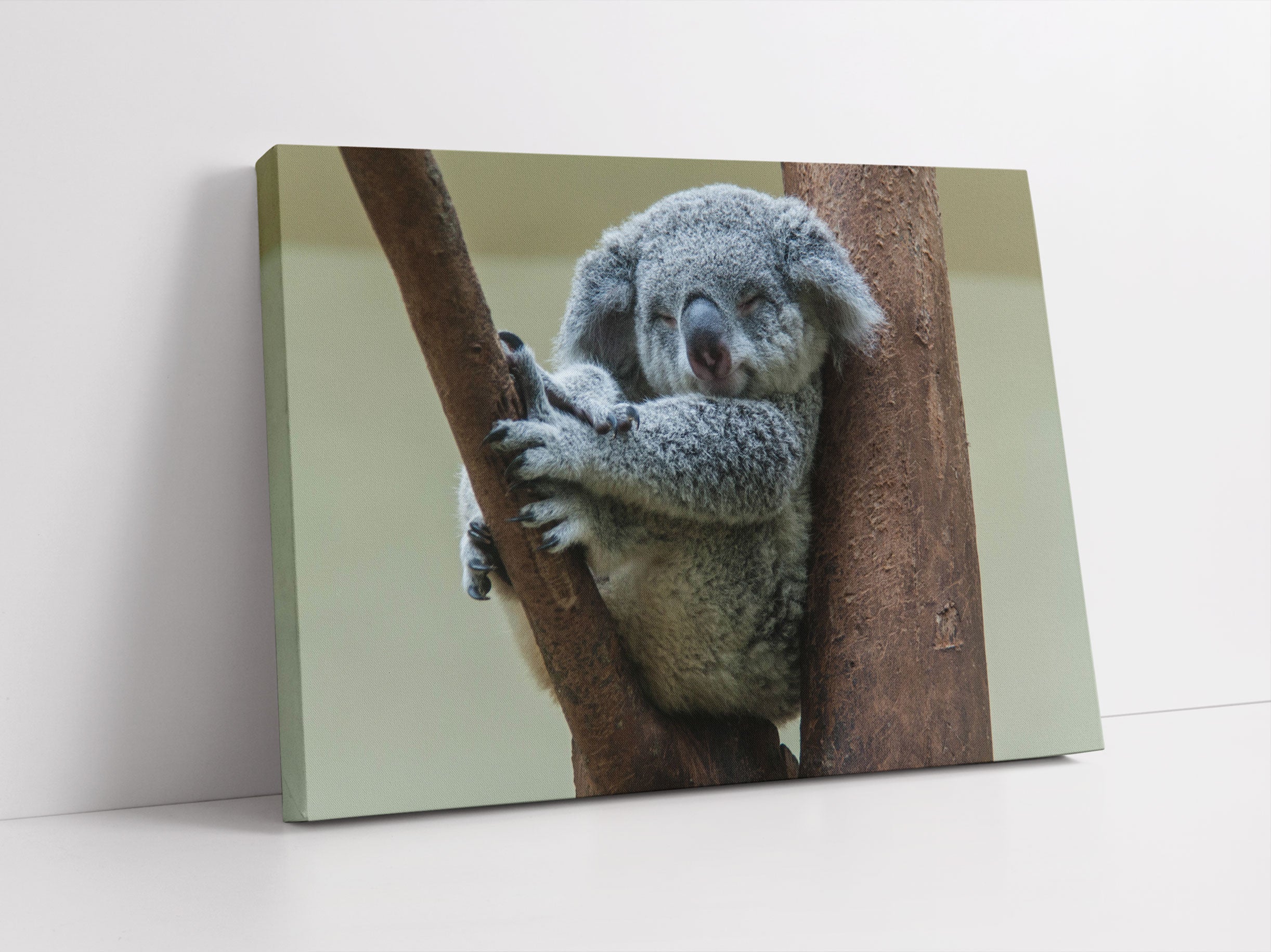 Schlafender Koala im Baum Leinwandbild Studio