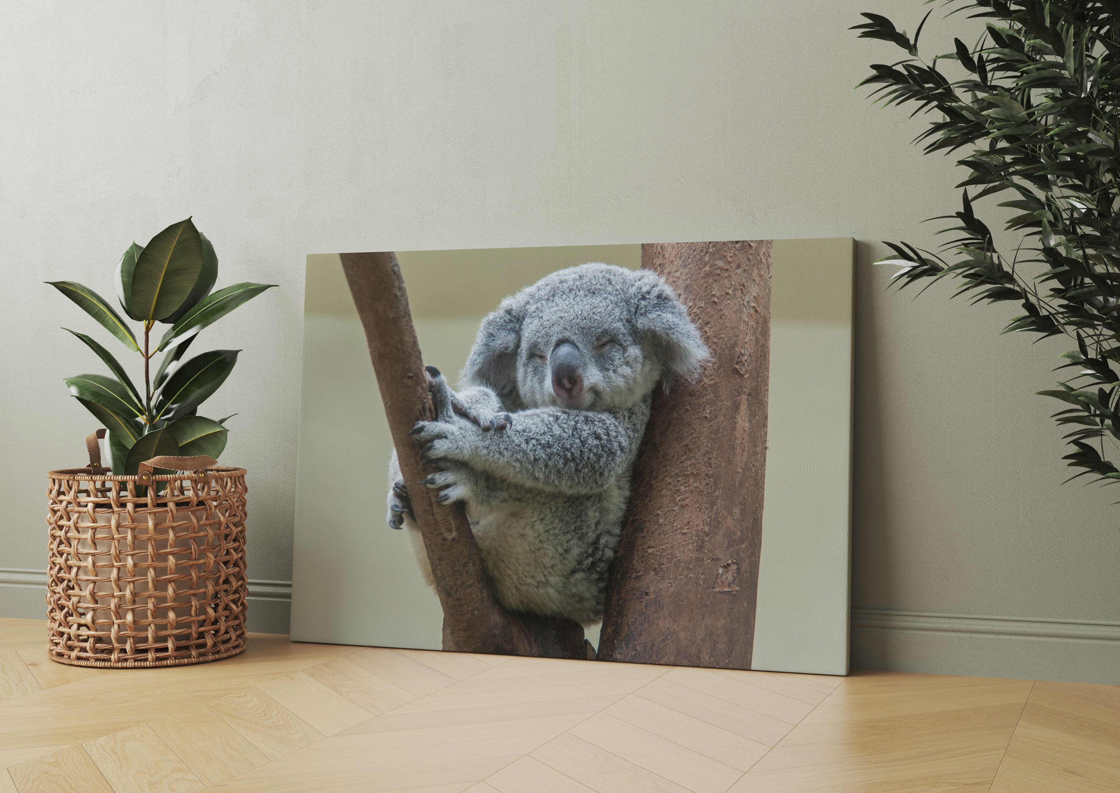 Schlafender Koala im Baum Leinwandbild Wohnzimmer