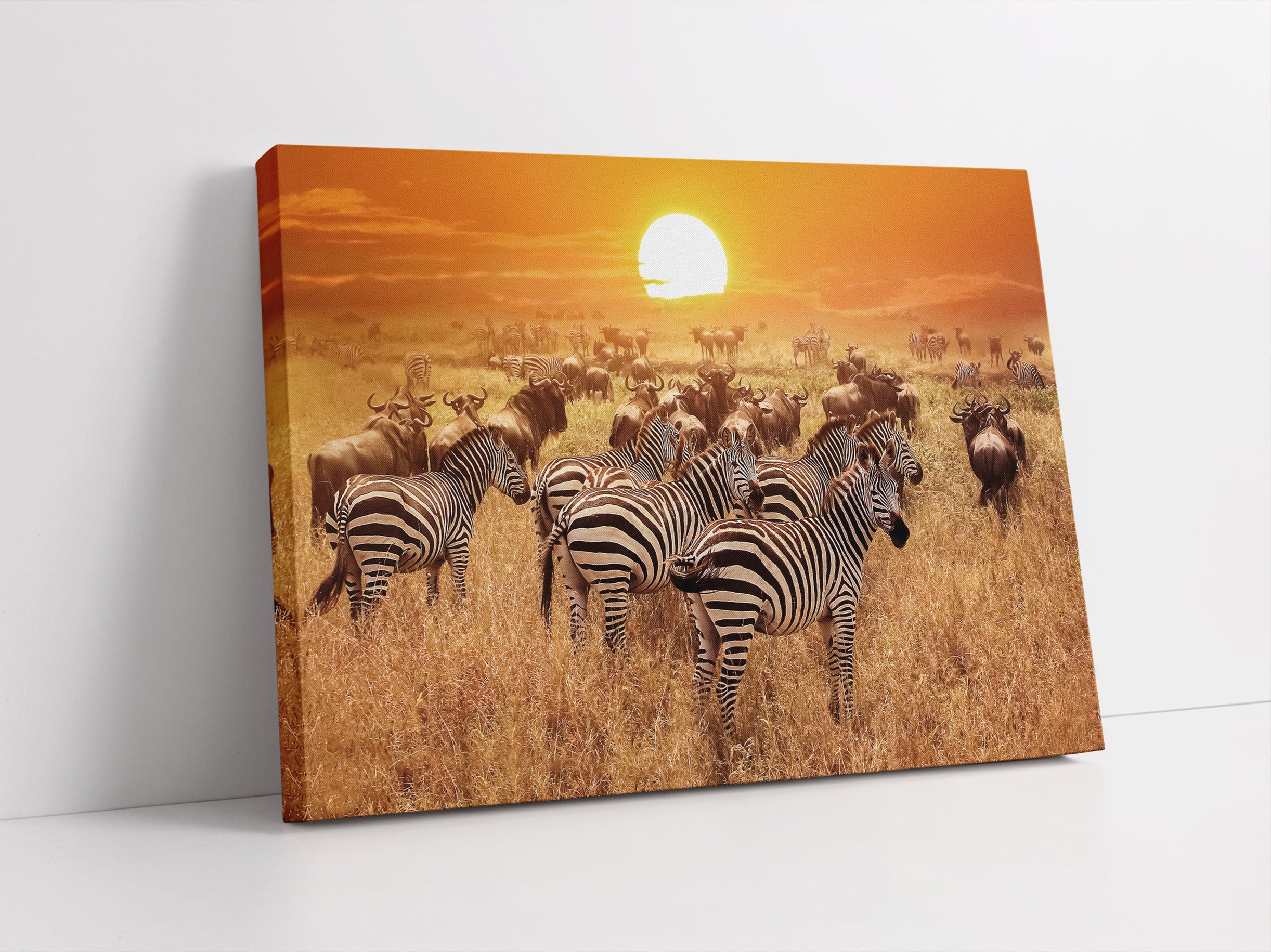 Zebraherde Savanne bei Sonnenuntergang Leinwandbild Studio