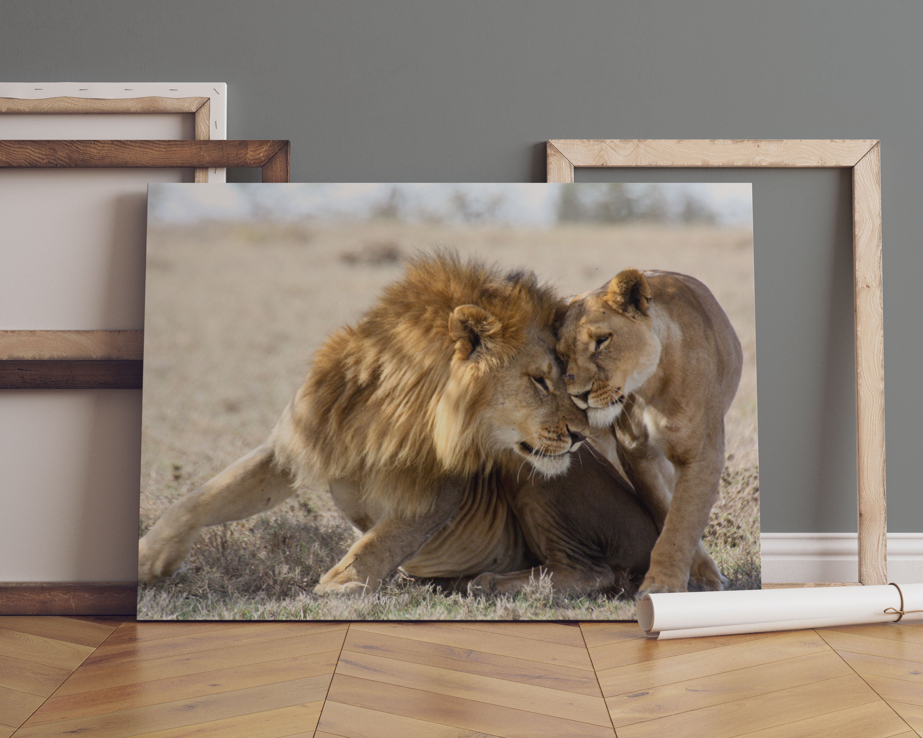 Schmusendes Löwenpaar in der Steppe Leinwandbild Sofa